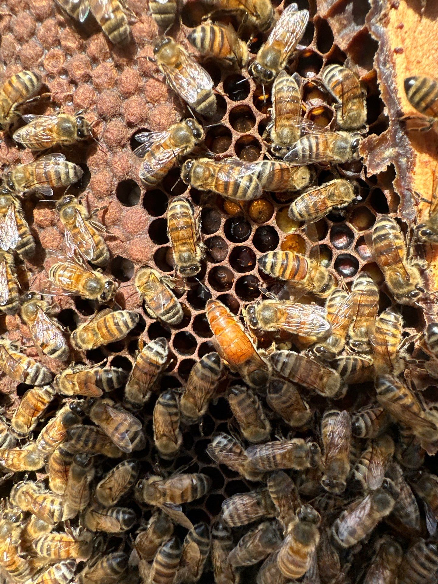 Urban Bees in Richardson by Rockwall Honey Bee Company