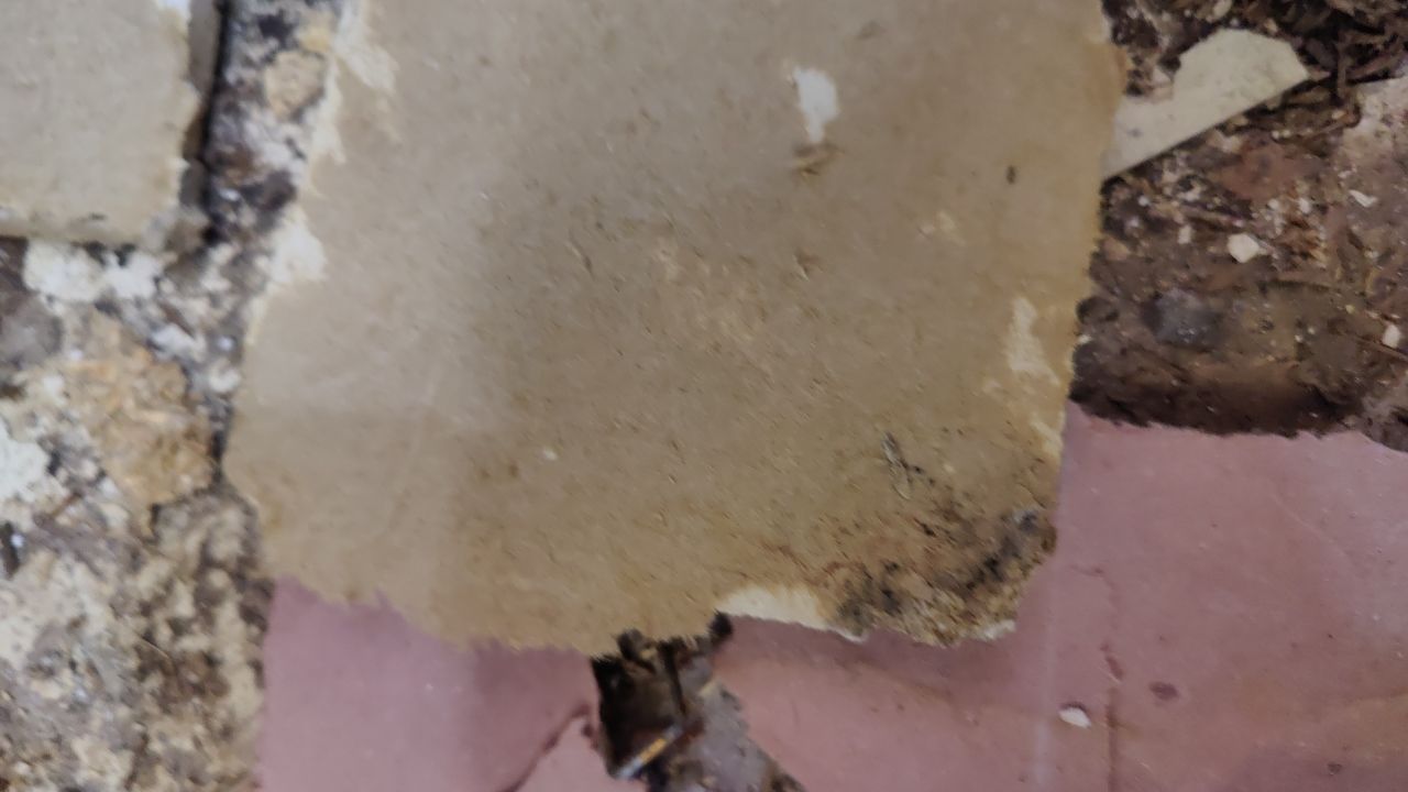 Mold Damage by Accountable Home Services
