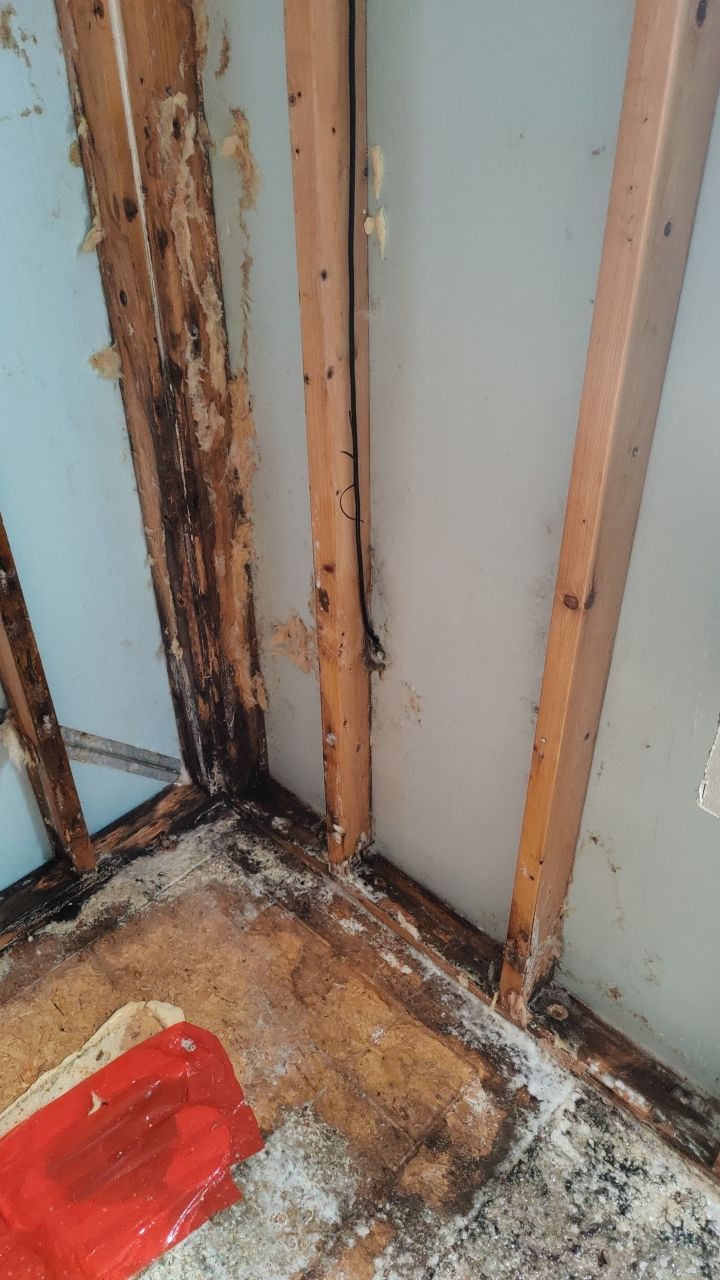 Water Damage and Mold Remediation by Accountable Home Services