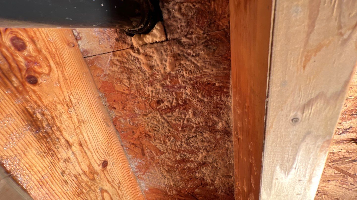 Mold Damage by Accountable Home Services