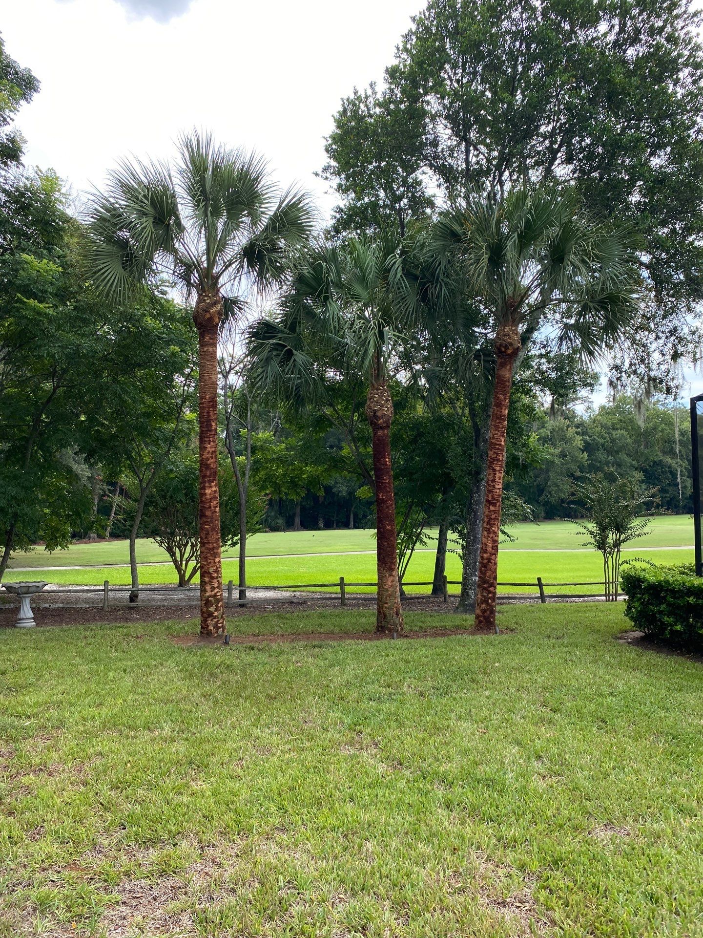 Deerwood Residence | Palm Tree Trimming by ProGreen Services
