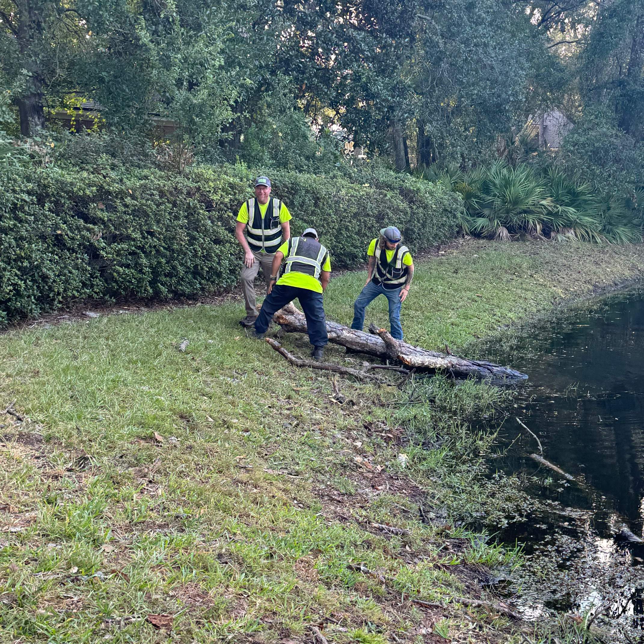 Deerwood Community | Dead Pine Removal by ProGreen Services