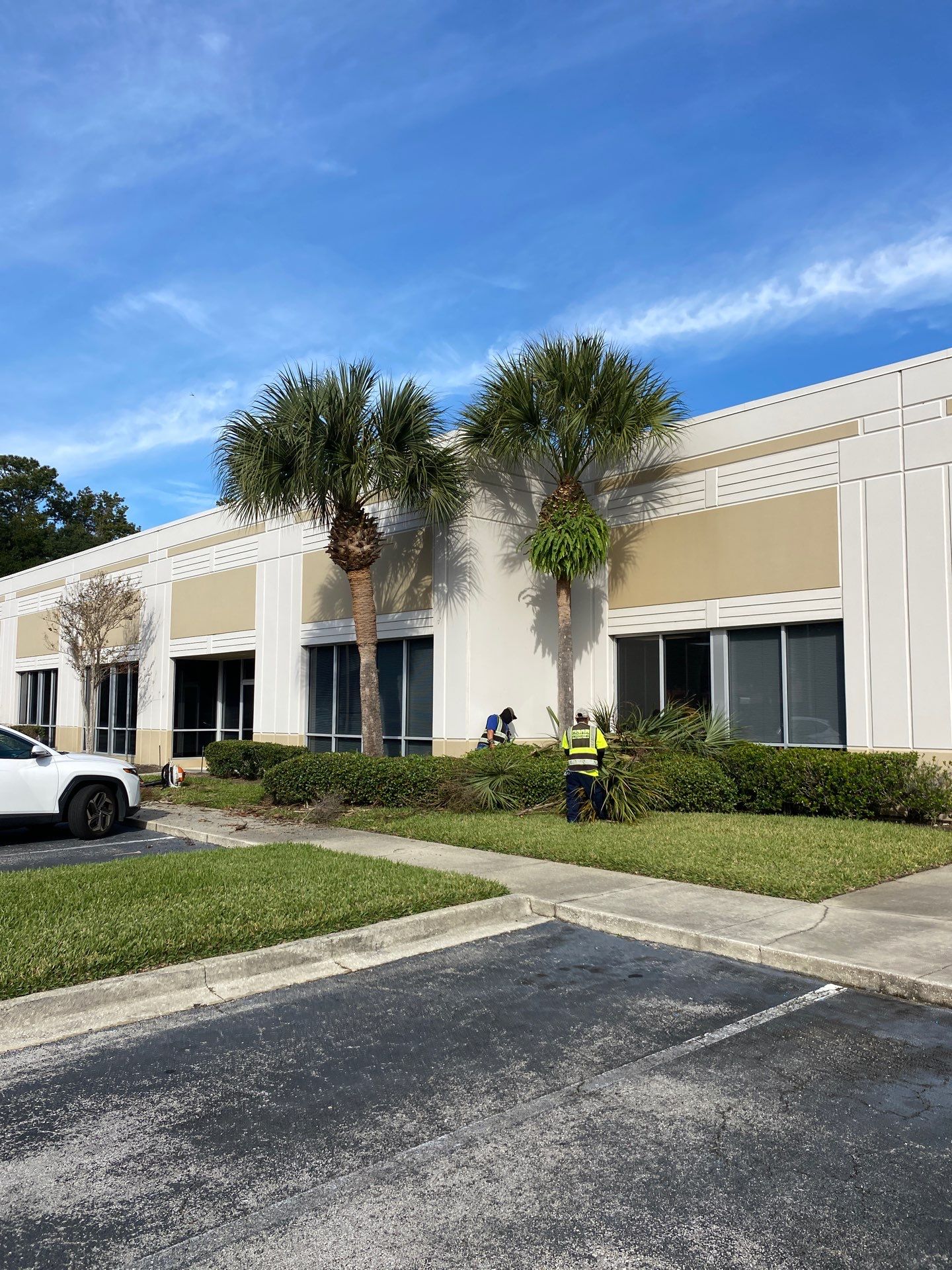 Tree & Palm Trimming | Commercial Property by ProGreen Services