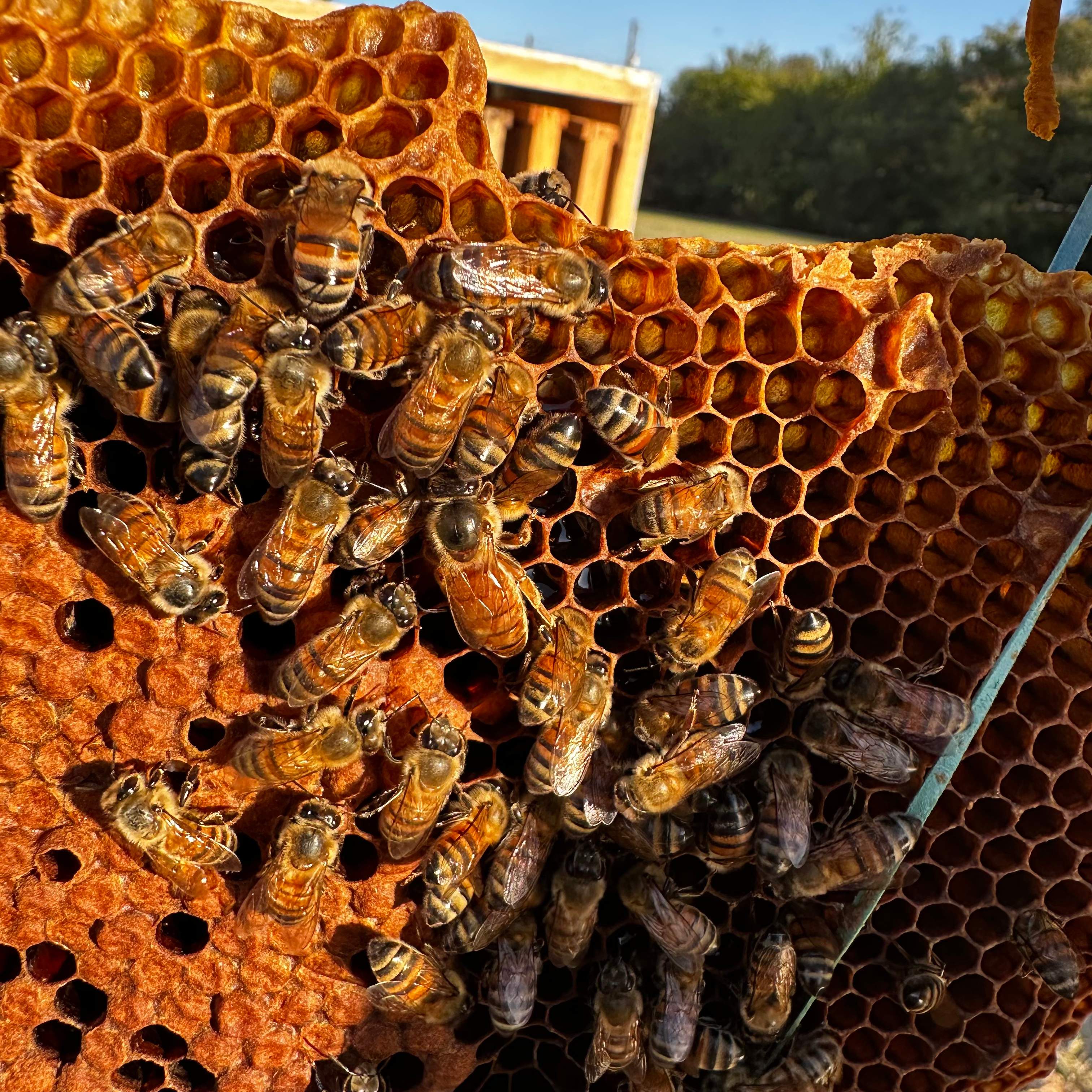 Ceiling Cutout by Rockwall Honey Bee Company