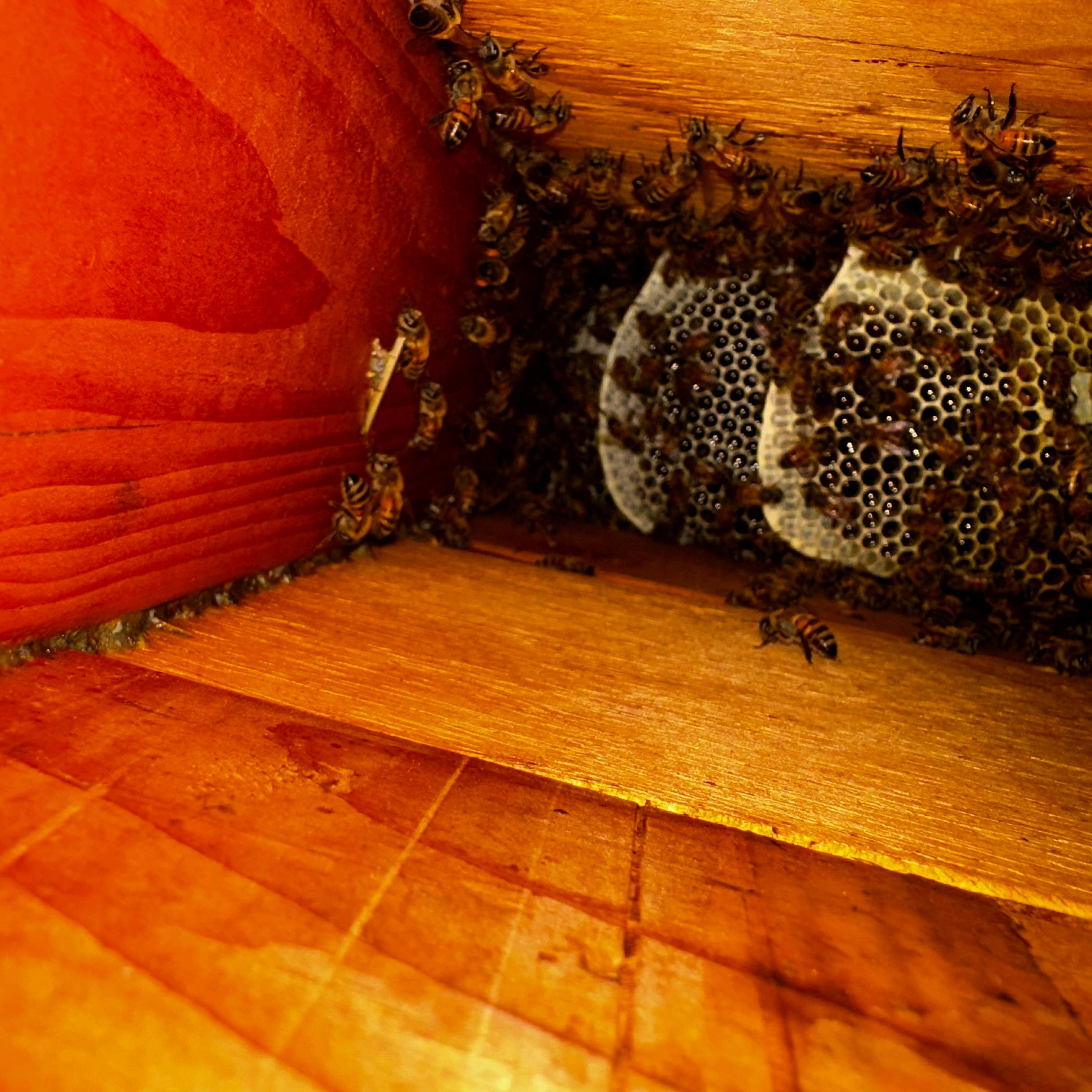 Copper Roof by Rockwall Honey Bee Company