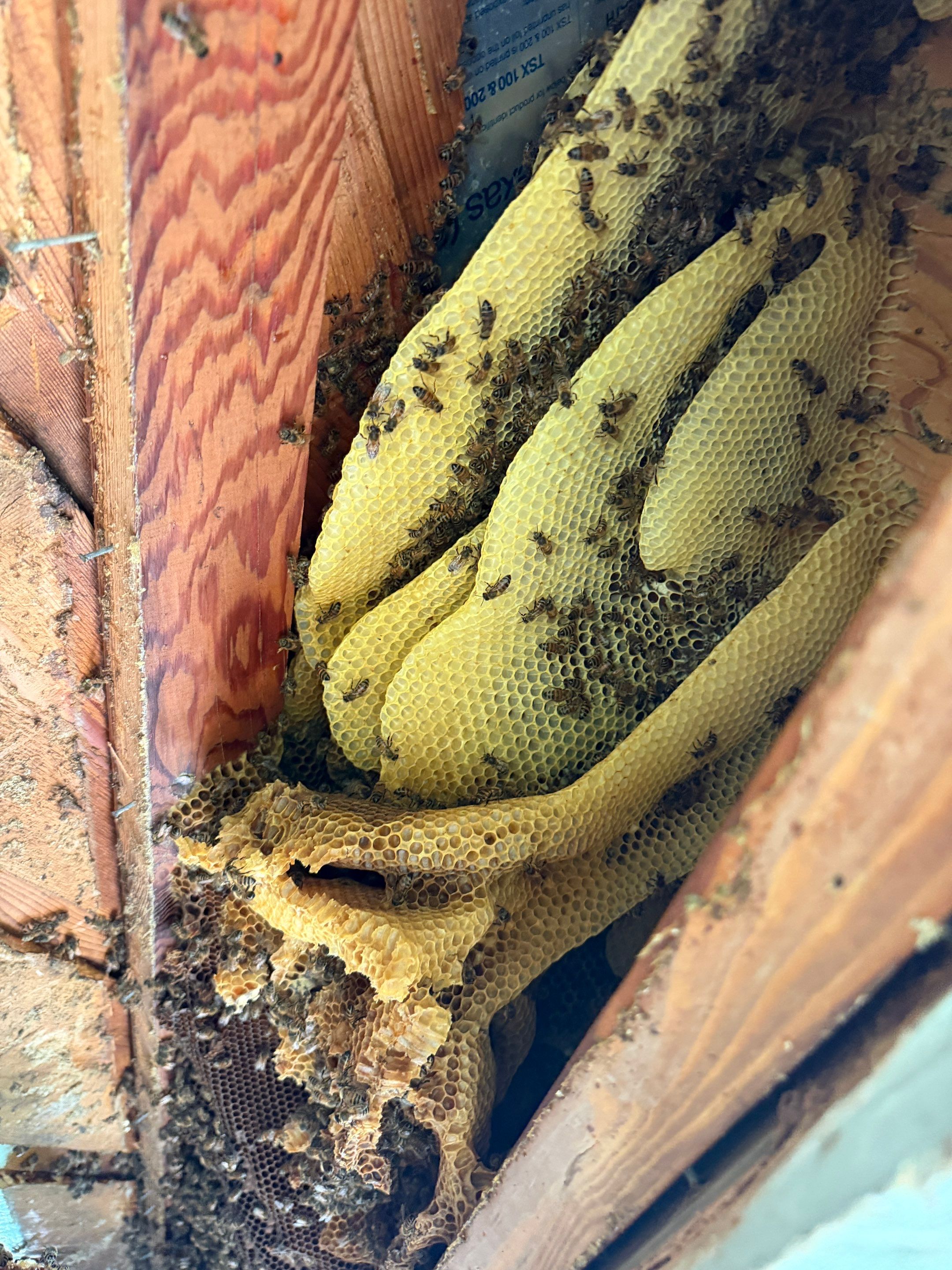 High Peak Bees by Rockwall Honey Bee Company