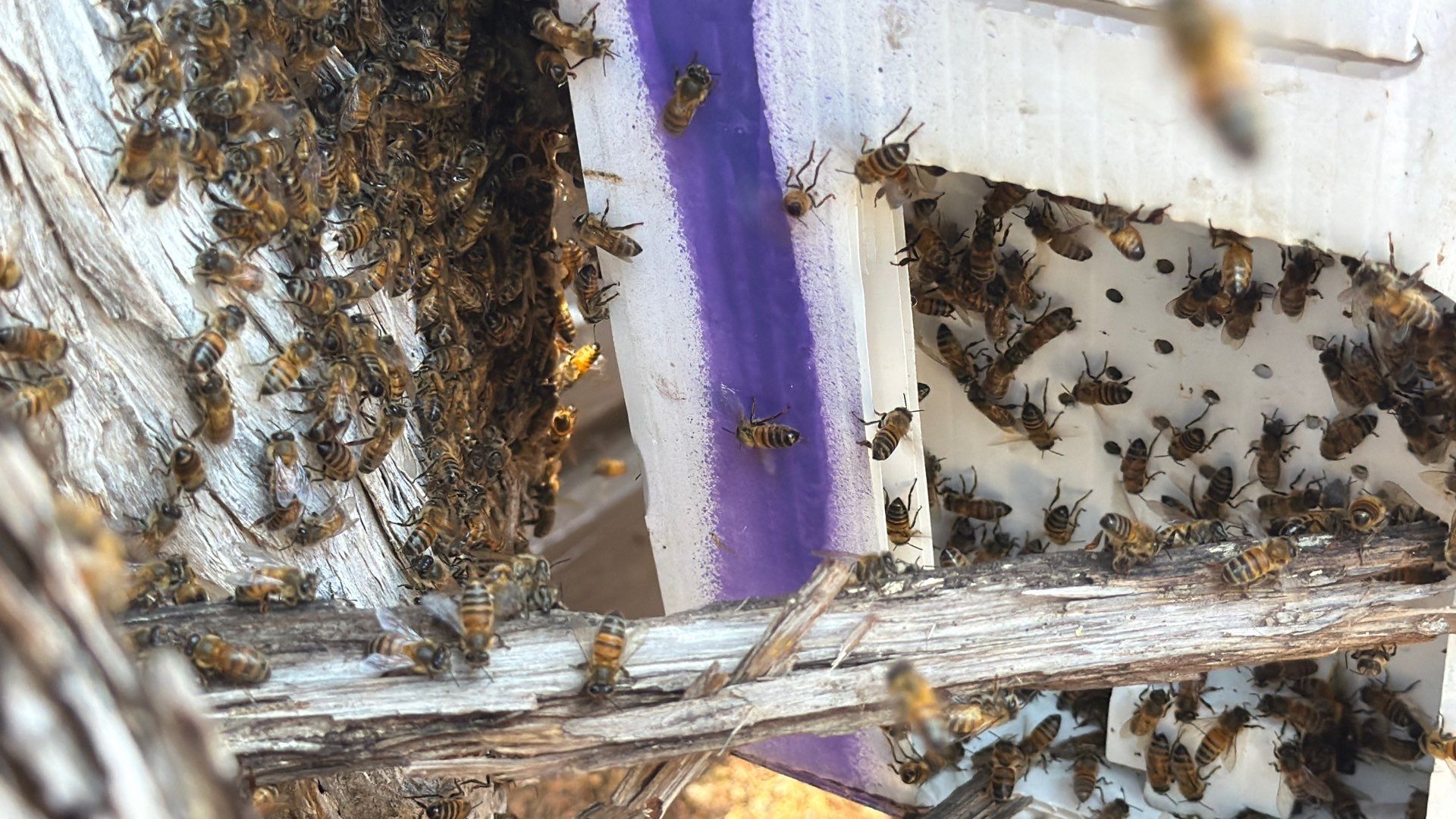 Cavern-Crack Tree Bees by Rockwall Honey Bee Company