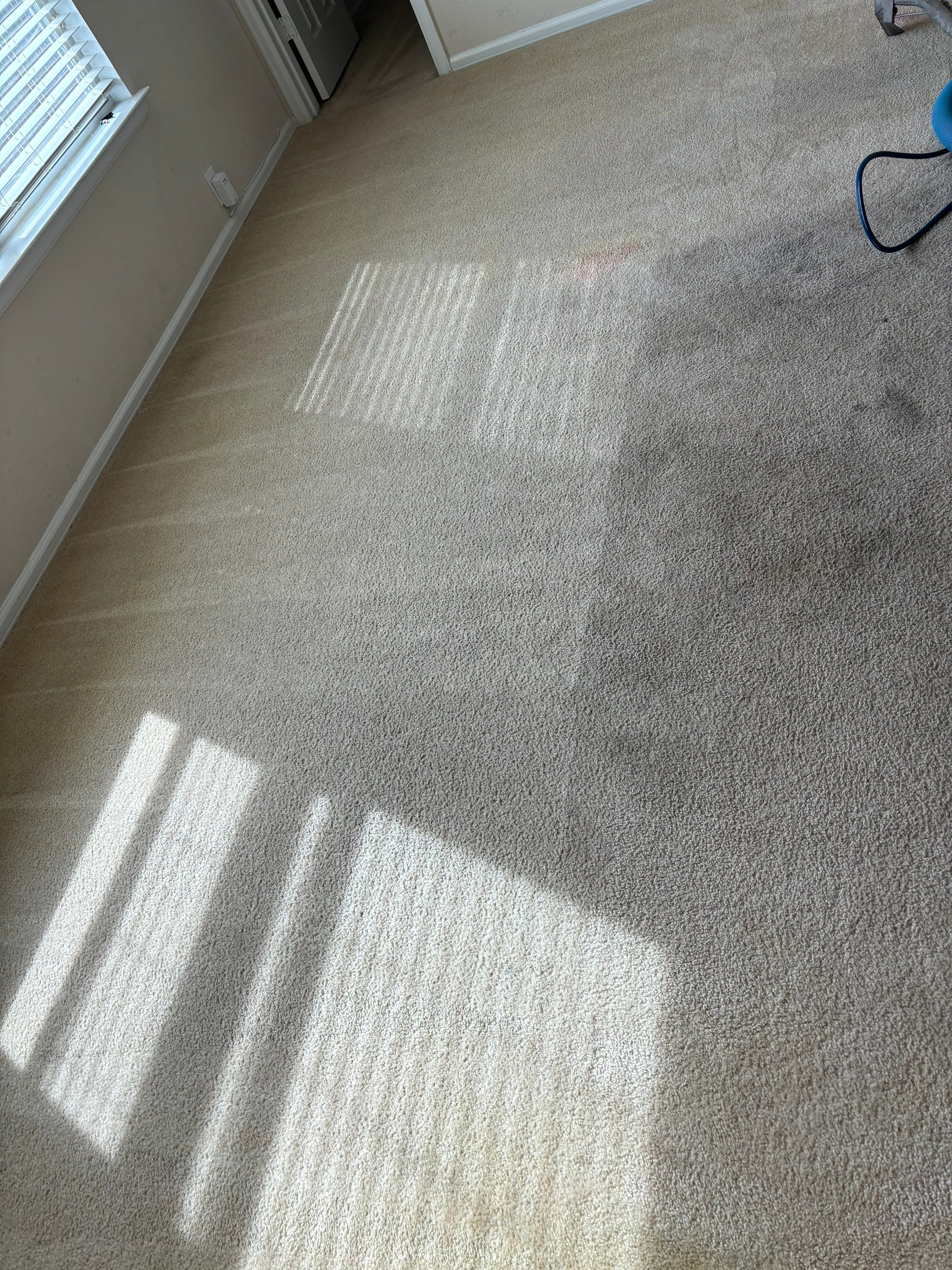 the carpet is being deep cleaned to remove stains and dirt to restore its appearance and freshness