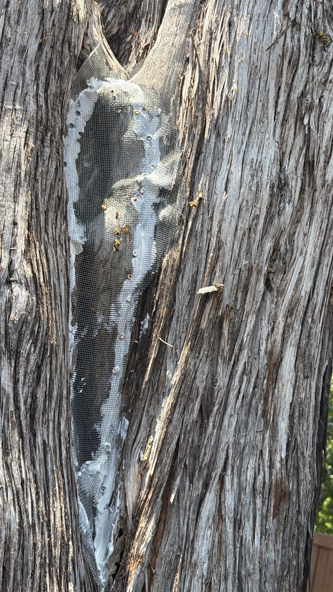 Cavern-Crack Tree Bees by Rockwall Honey Bee Company