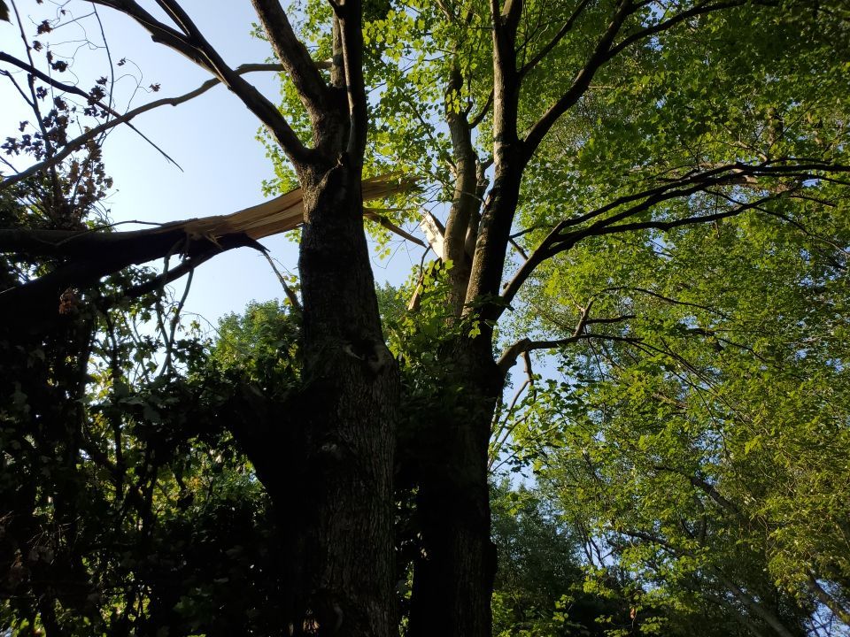 Storm Damaged Tree Removal  by Mike Jones & Sons Tree Service LLC 