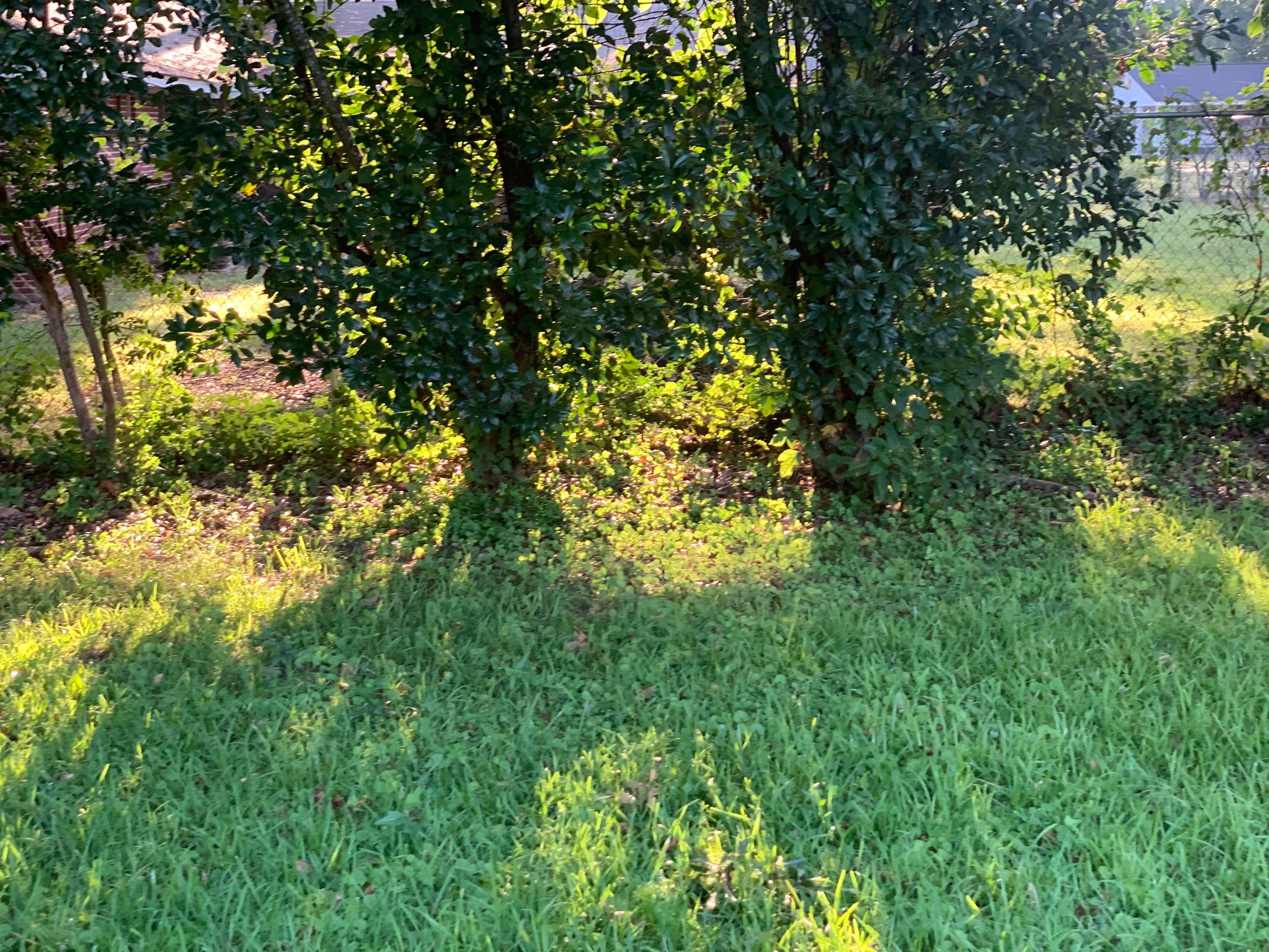 Yard Makeover by College Bros Outdoor services