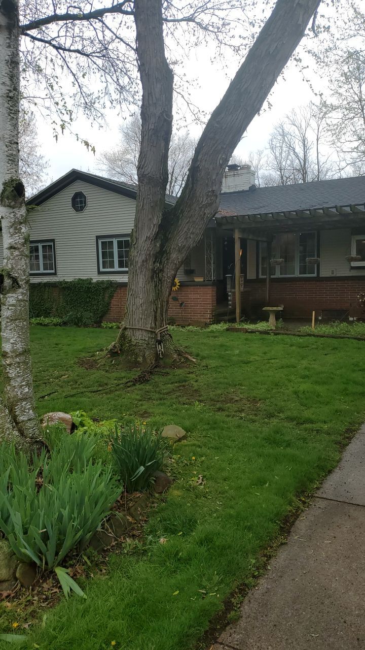 Tree Removal using Tree Removal by Mike Jones & Sons Tree Service LLC 