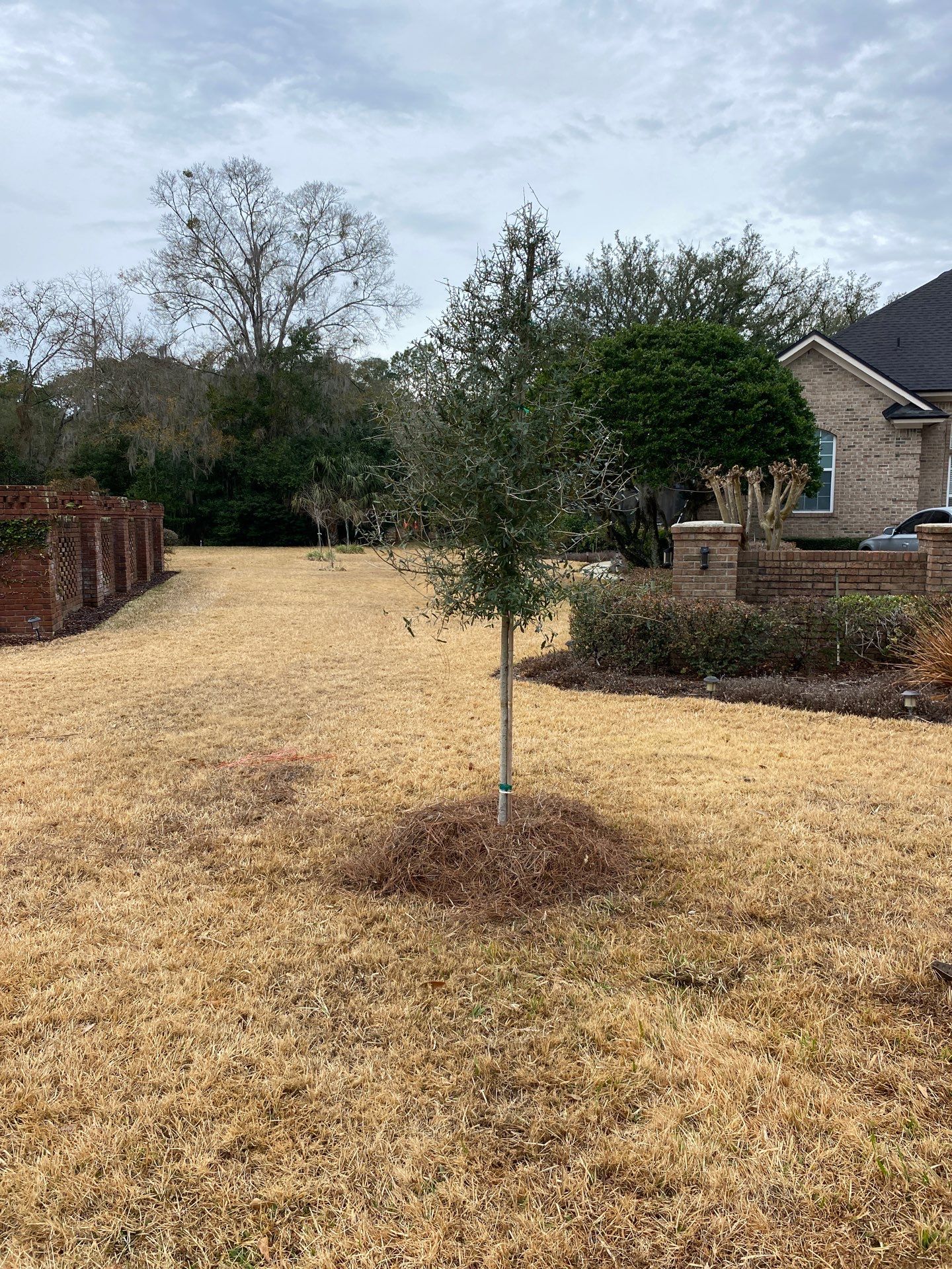 Deerwood Resident | Tree Install by ProGreen Services