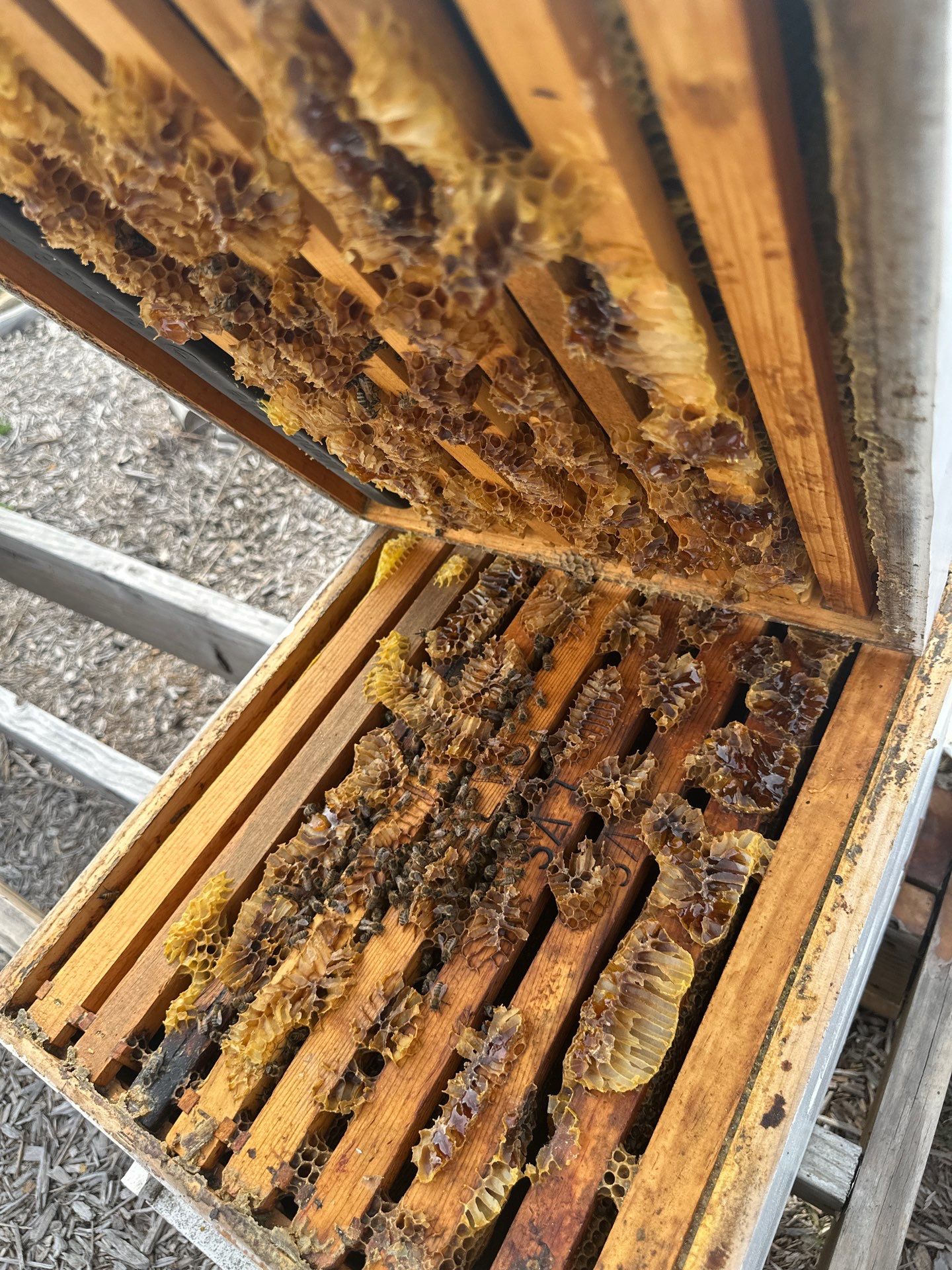 Ag. Exemption Client in Wylie by Rockwall Honey Bee Company