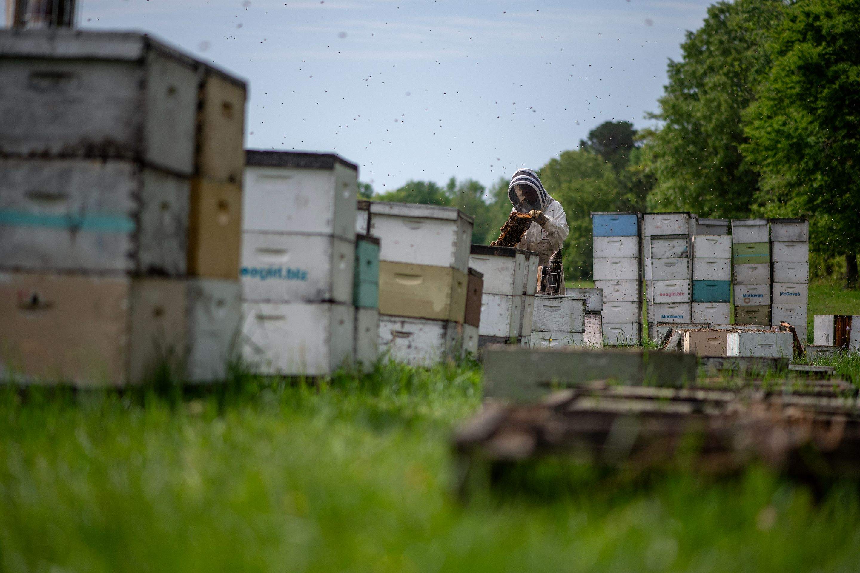 Splits in East Texas by Rockwall Honey Bee Company