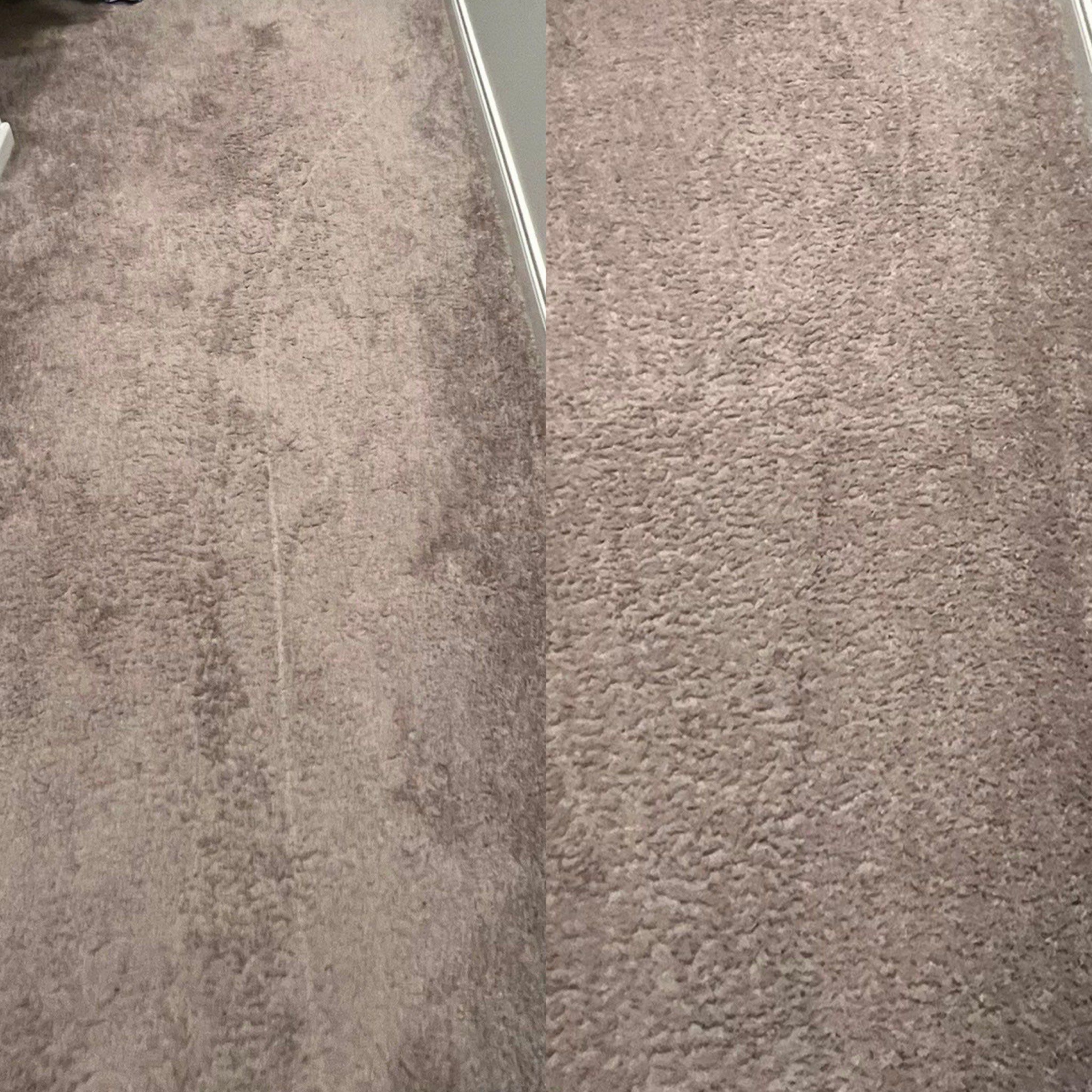 the carpet is being deep cleaned and refreshed restoring its appearance and removing stains and dirt