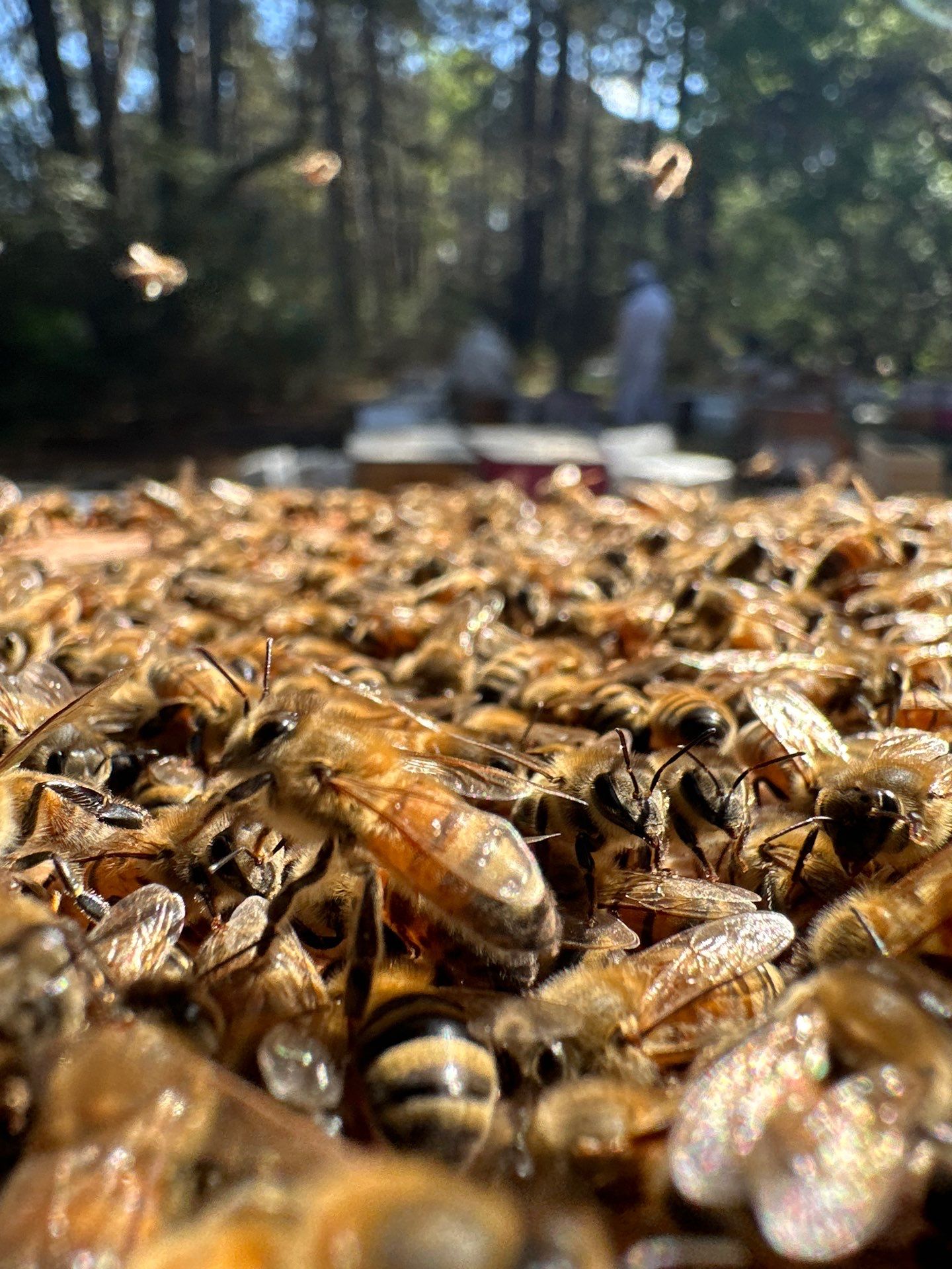 Tree Farm Apiary by Rockwall Honey Bee Company