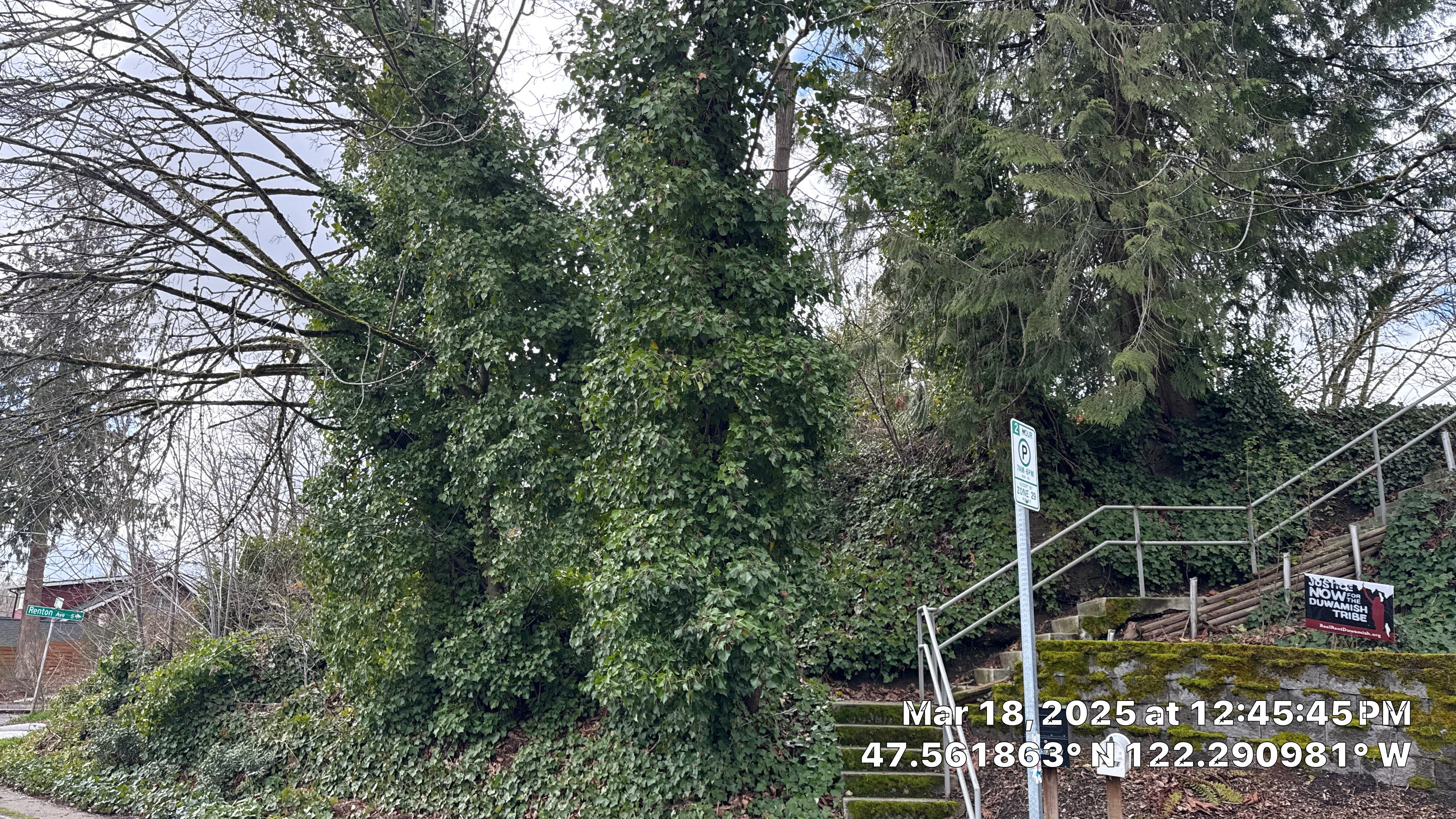 ✅ Seattle Tree Clearance & Invasive Species Removal by Sound Tree Care LLC