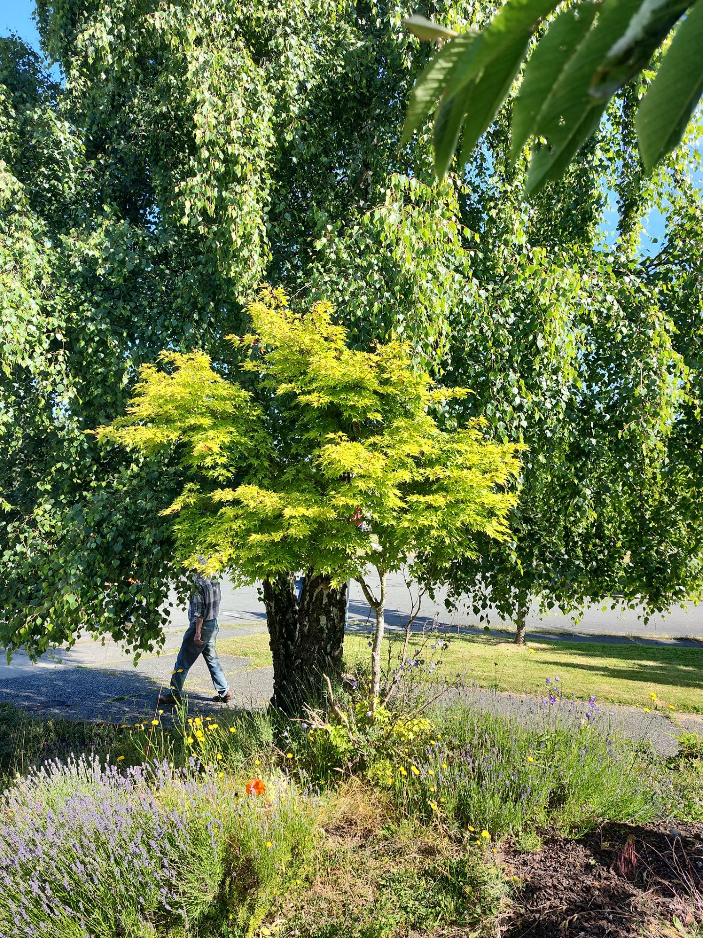 Front Yard Ecological Conversion – A West Coast-Inspired Low-Maintenance Oasis by Habanero Garden and Exterior Care