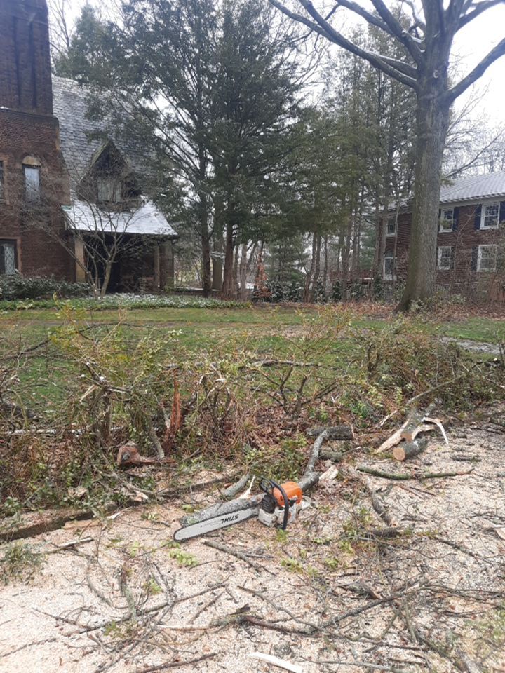 Tree Removal using Tree Removal by Mike Jones & Sons Tree Service LLC 