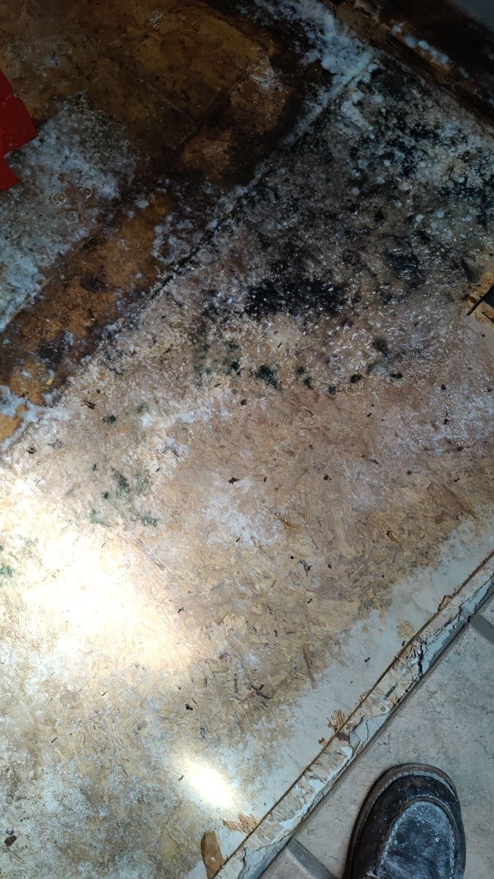 Water Damage and Mold Remediation by Accountable Home Services