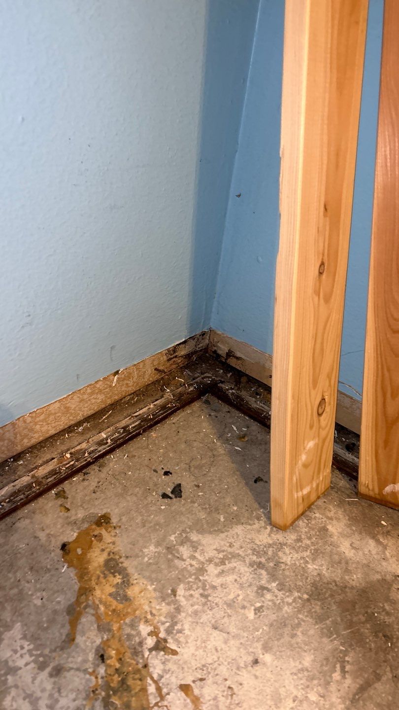 Mold Remediation by Accountable Home Services