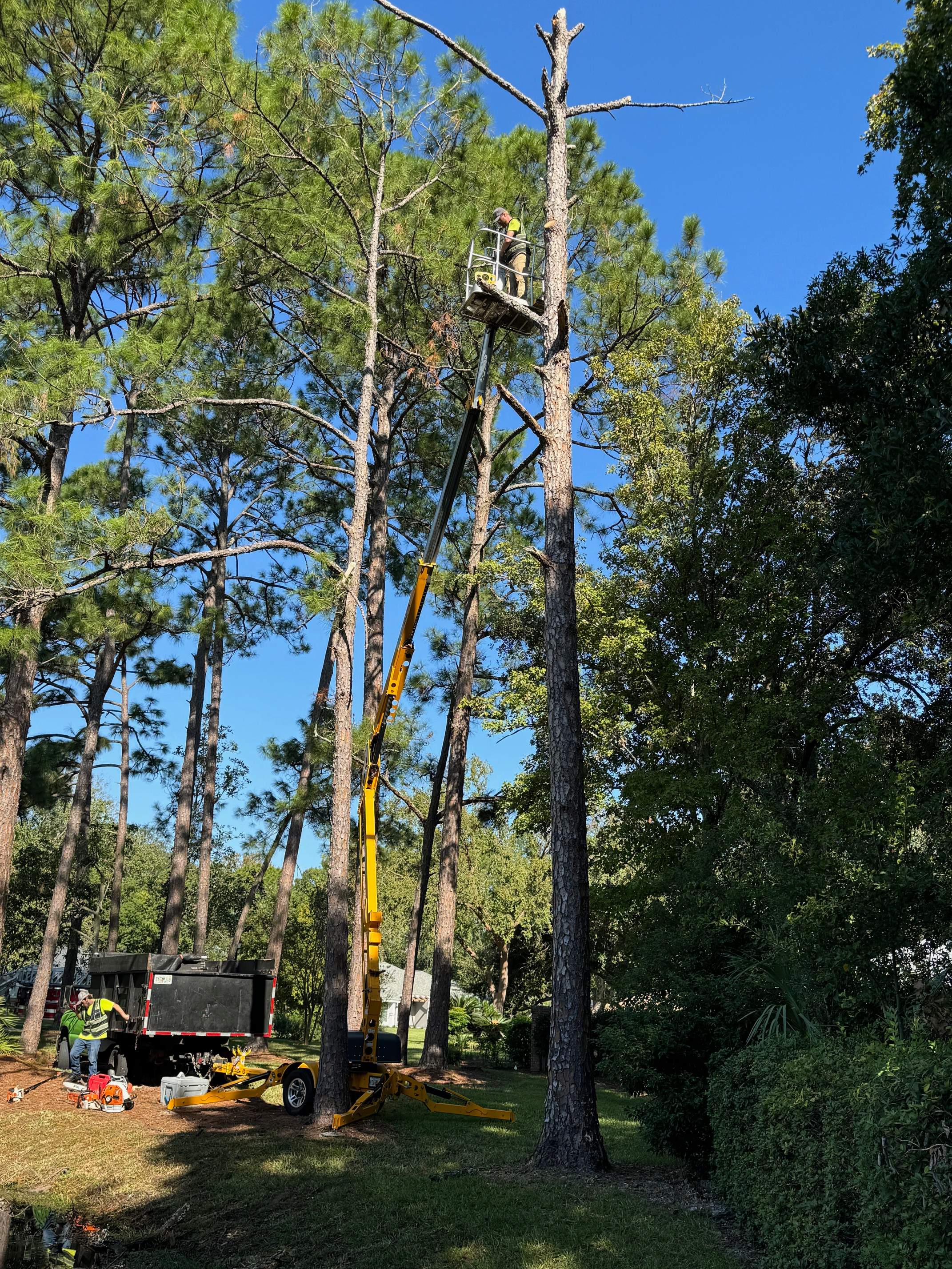 Deerwood Community | Dead Pine Removal by ProGreen Services