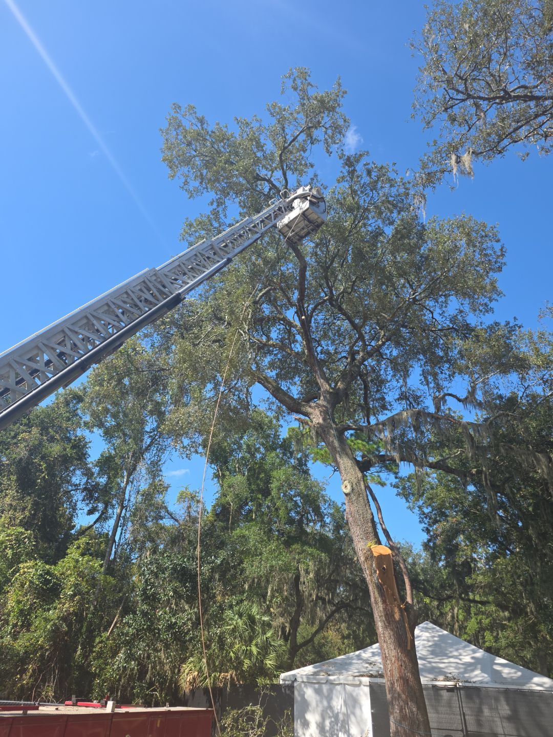 Episcopal | Large Tree Removal by ProGreen Services