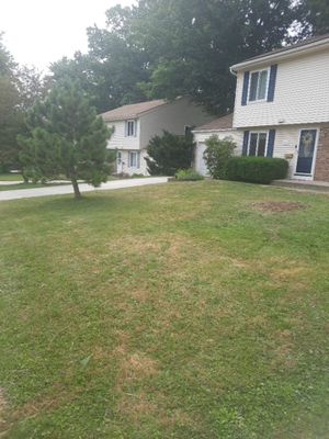 Tree Removal using Tree Removal