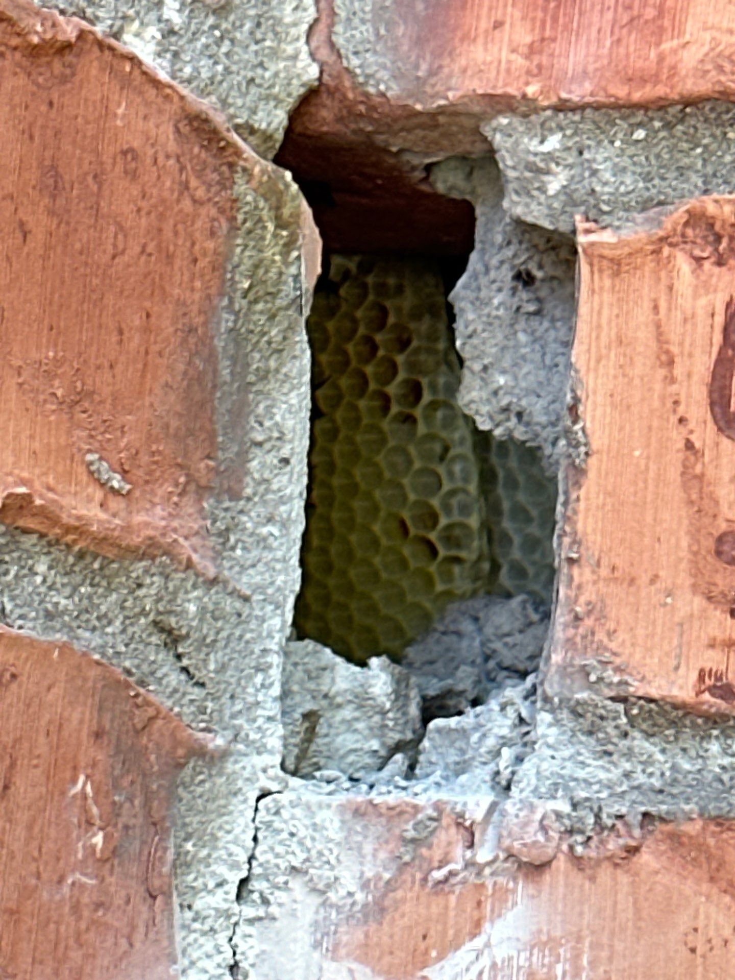 Bees Behind Bricks by Rockwall Honey Bee Company