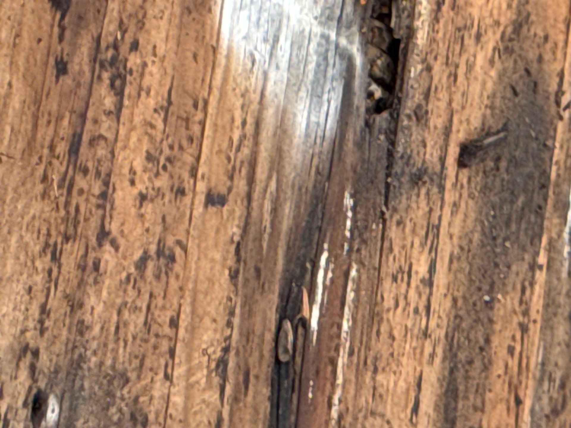Roof Repair Houston by Roof Repair Services LLC