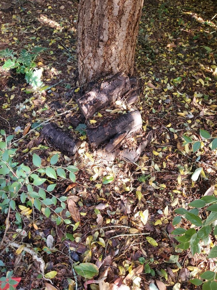 Tree Removal using Tree Removal by Mike Jones & Sons Tree Service LLC 