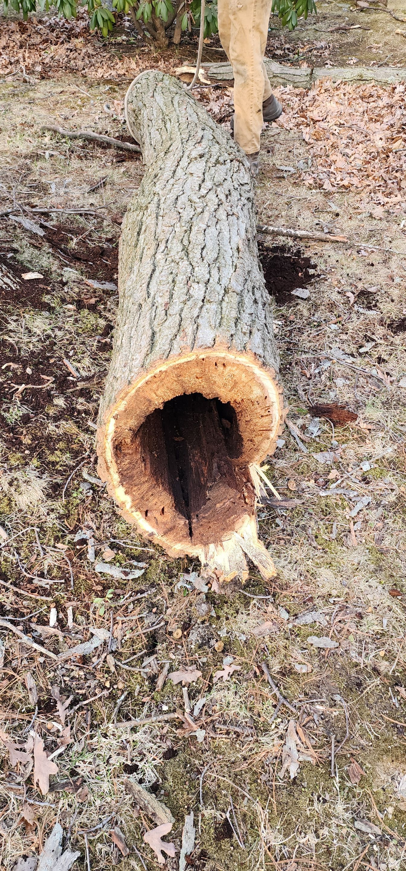 Emergency Job: Uprooted tree with root rot by Treeman Tom LLC
