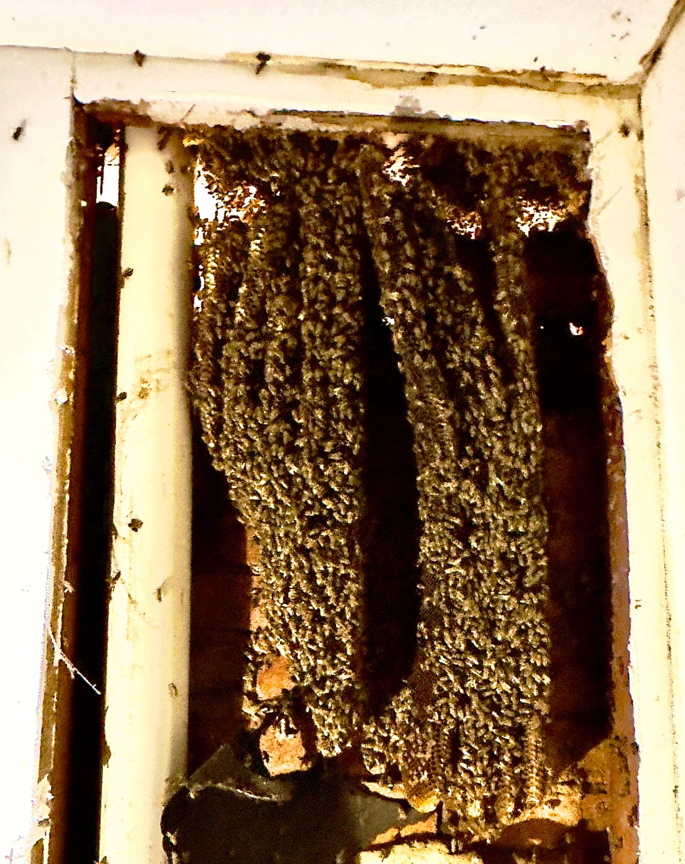 Improper Repair by Rockwall Honey Bee Company