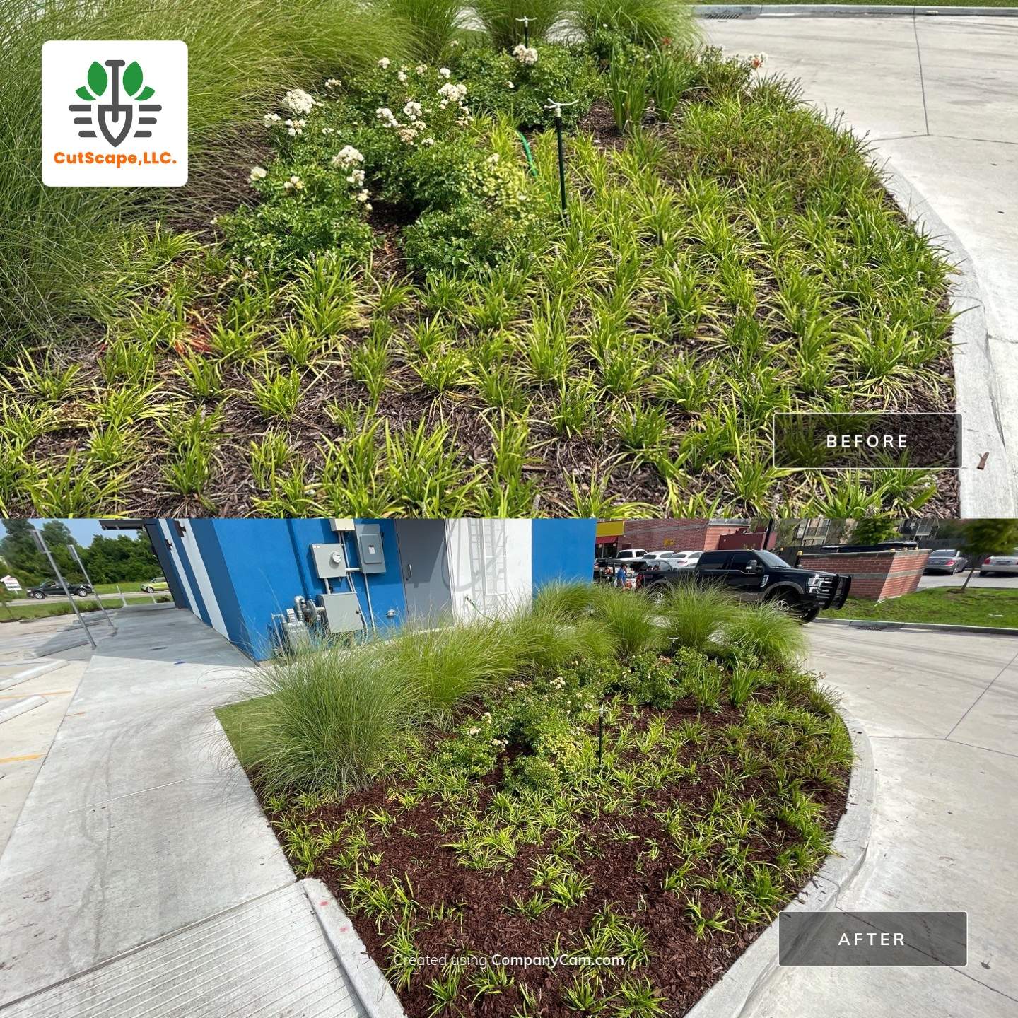 COMMERCIAL: HEDGE TRIM / BED CLEAN / MULCH INSTALL using BROWN MULCH "BARK BRITE" by CutScape, LLC.