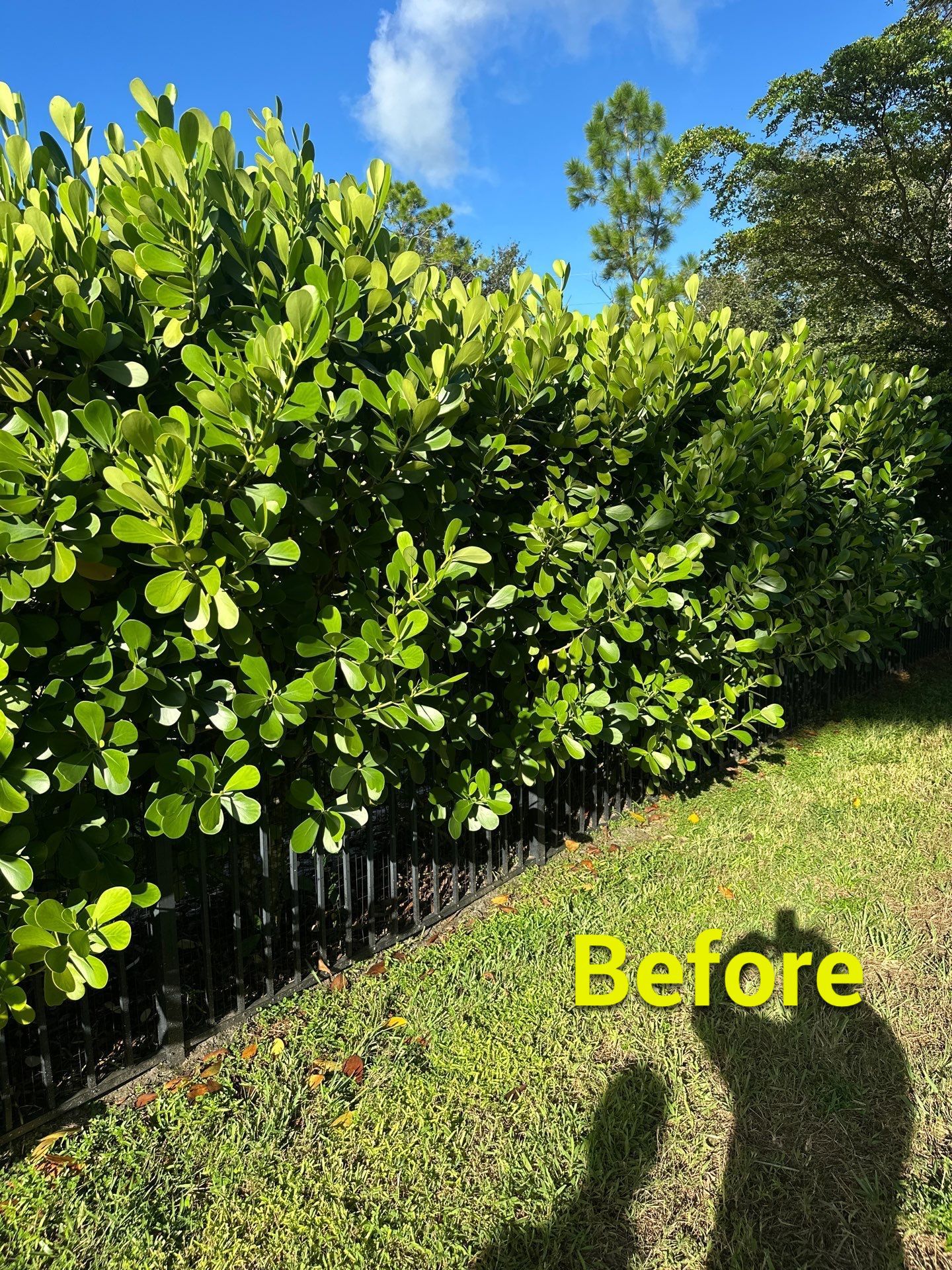 From Overgrown to Picture-Perfect - Stuart Refresh by Alpha Zeta Enterprises Inc
