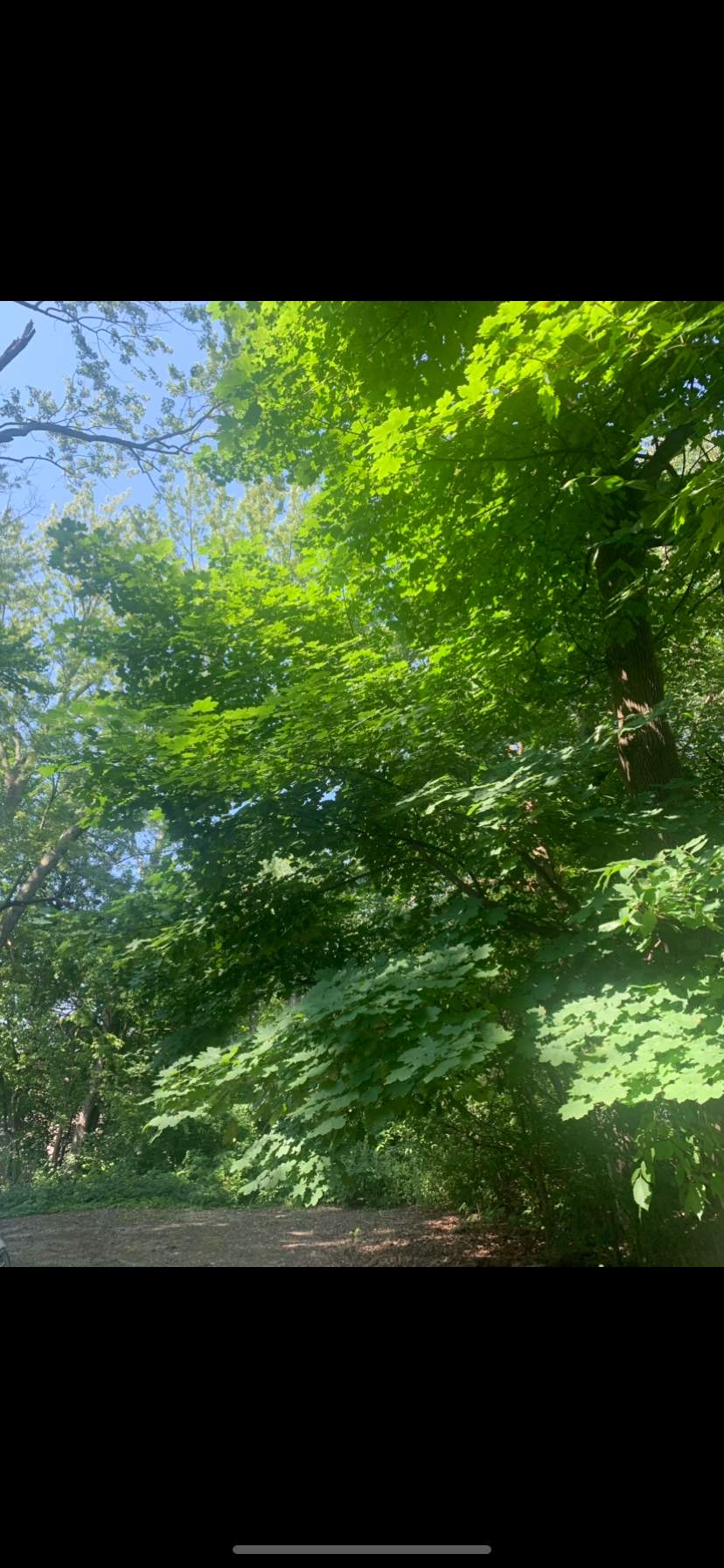 Tree Trimming using Tree Pruing by Mike Jones & Sons Tree Service LLC 