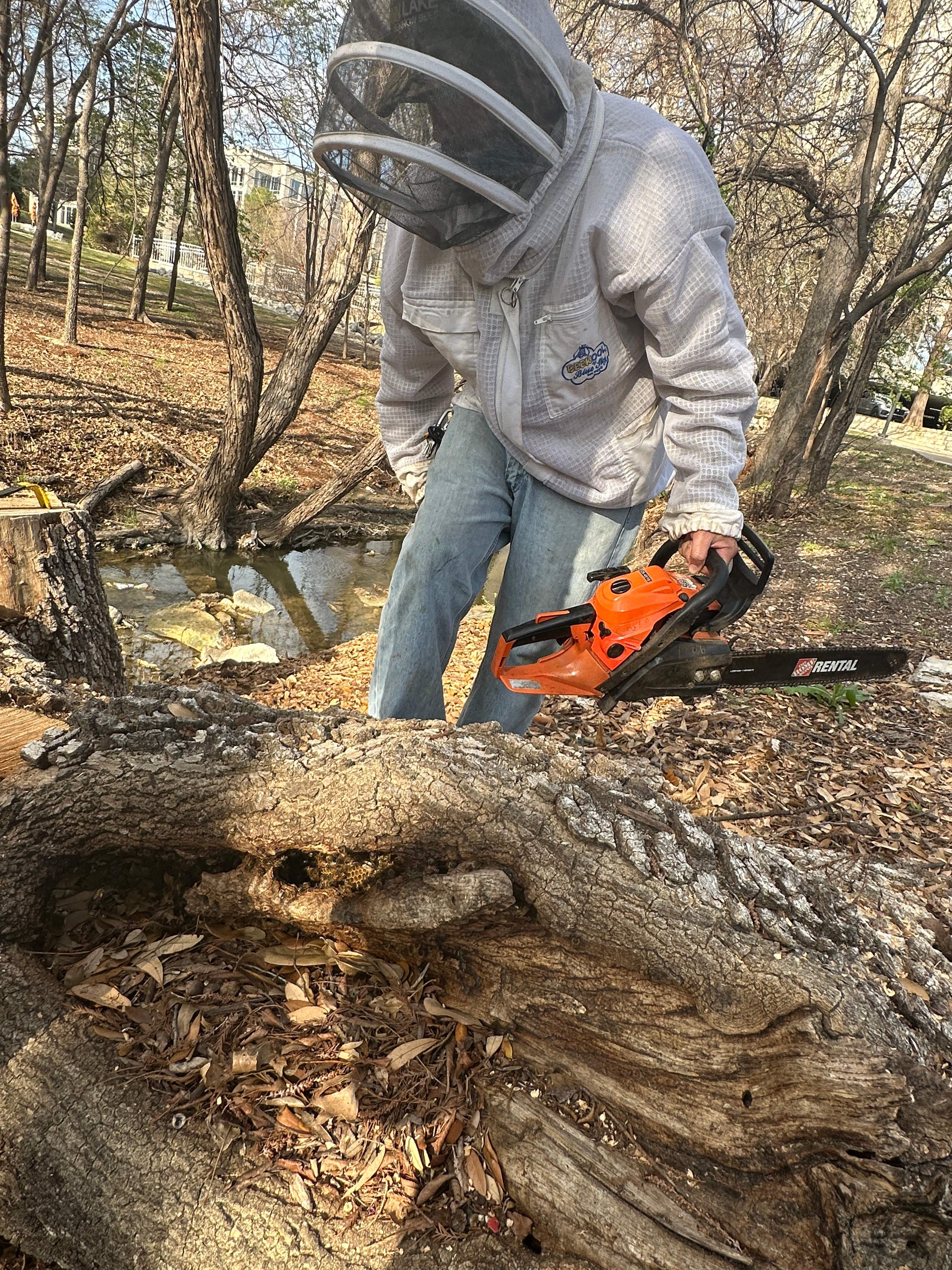 Fallen Tree by Rockwall Honey Bee Company