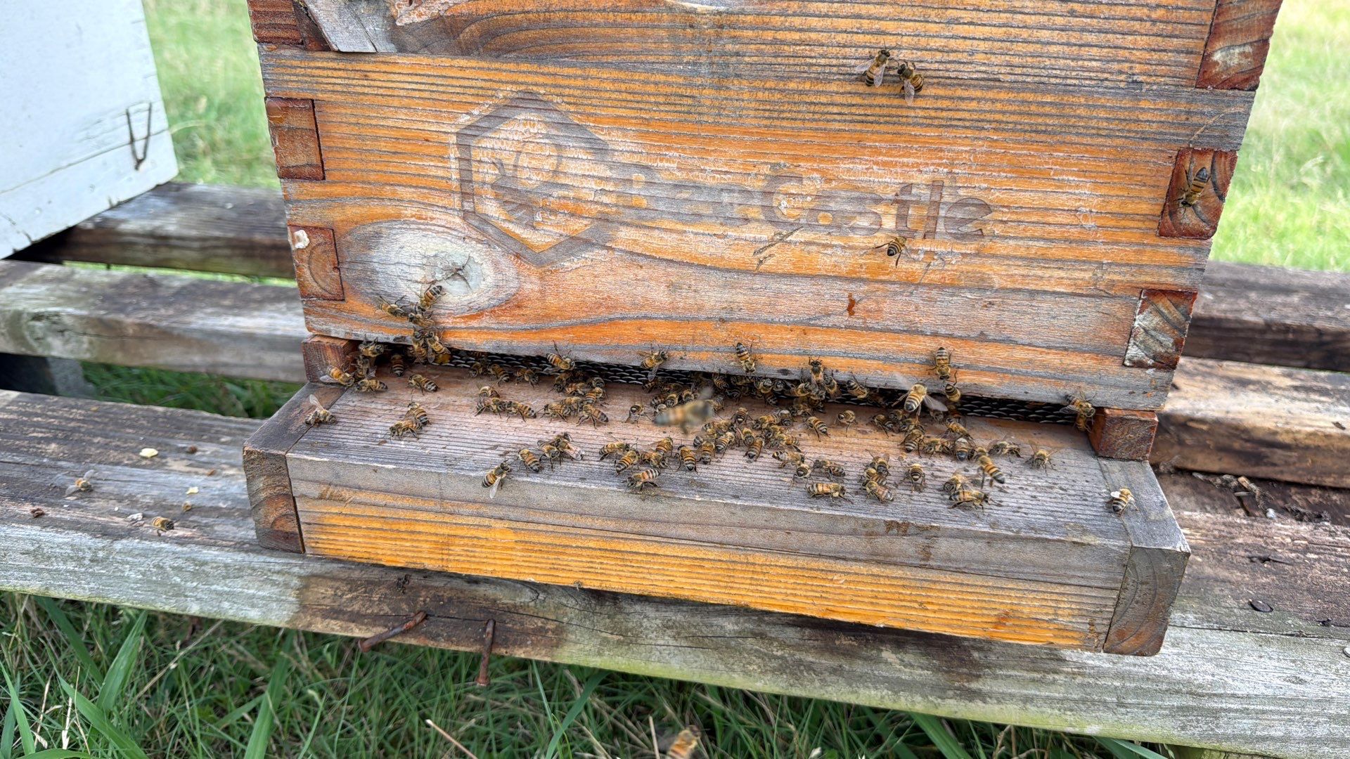 Kitchen ceiling bees by Rockwall Honey Bee Company