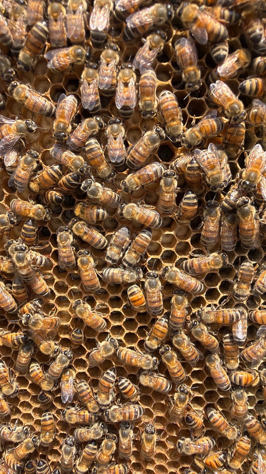 Baseball Diamond Apiary by Rockwall Honey Bee Company