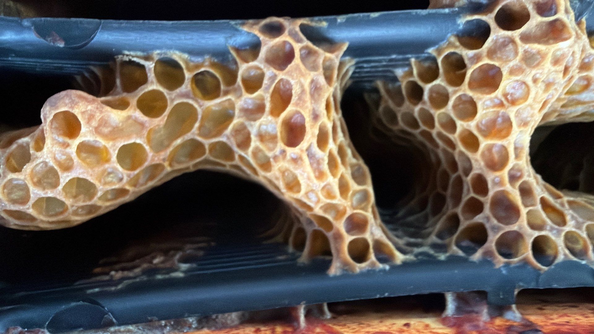 Flood Culvert Bees by Rockwall Honey Bee Company