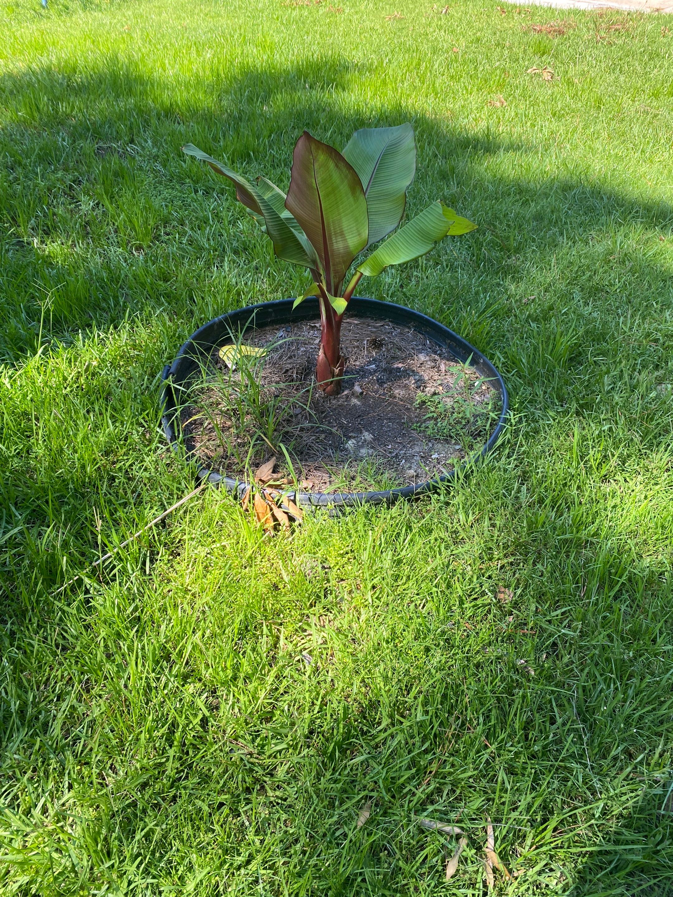 Weekly Landscaping  by College Bros Outdoor services
