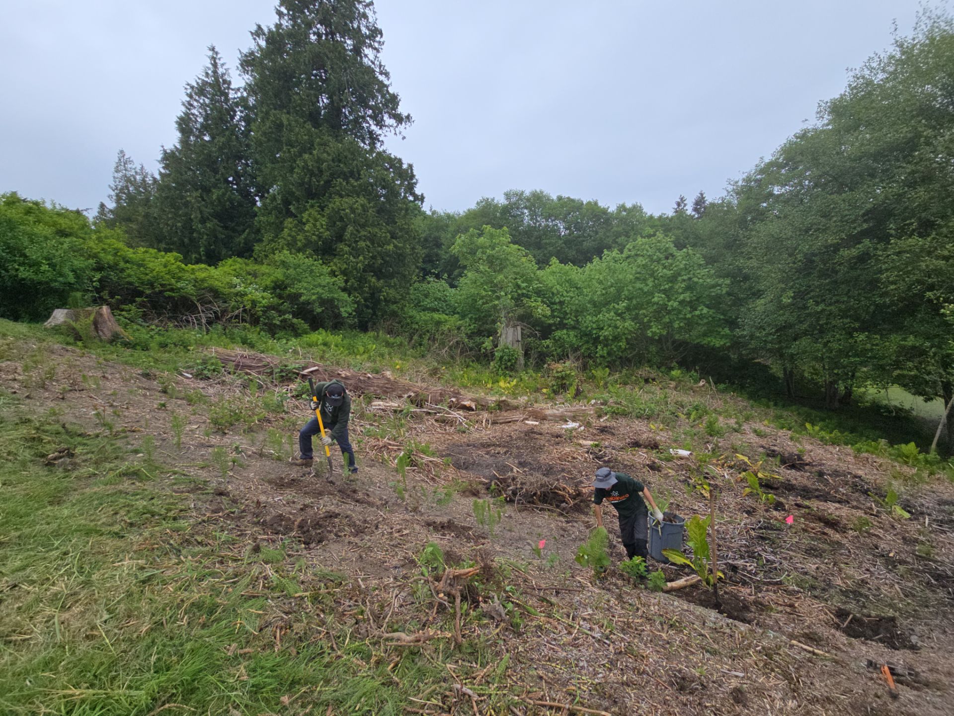 Island View - Ecological Restoration & Stewardship by Habanero Landscape Solutions