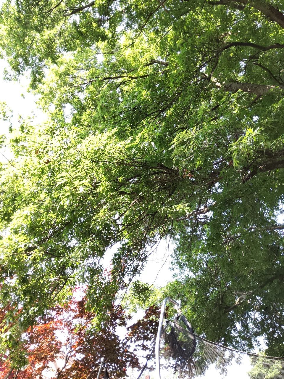 Tree Trimming using Tree Pruing by Mike Jones & Sons Tree Service LLC 