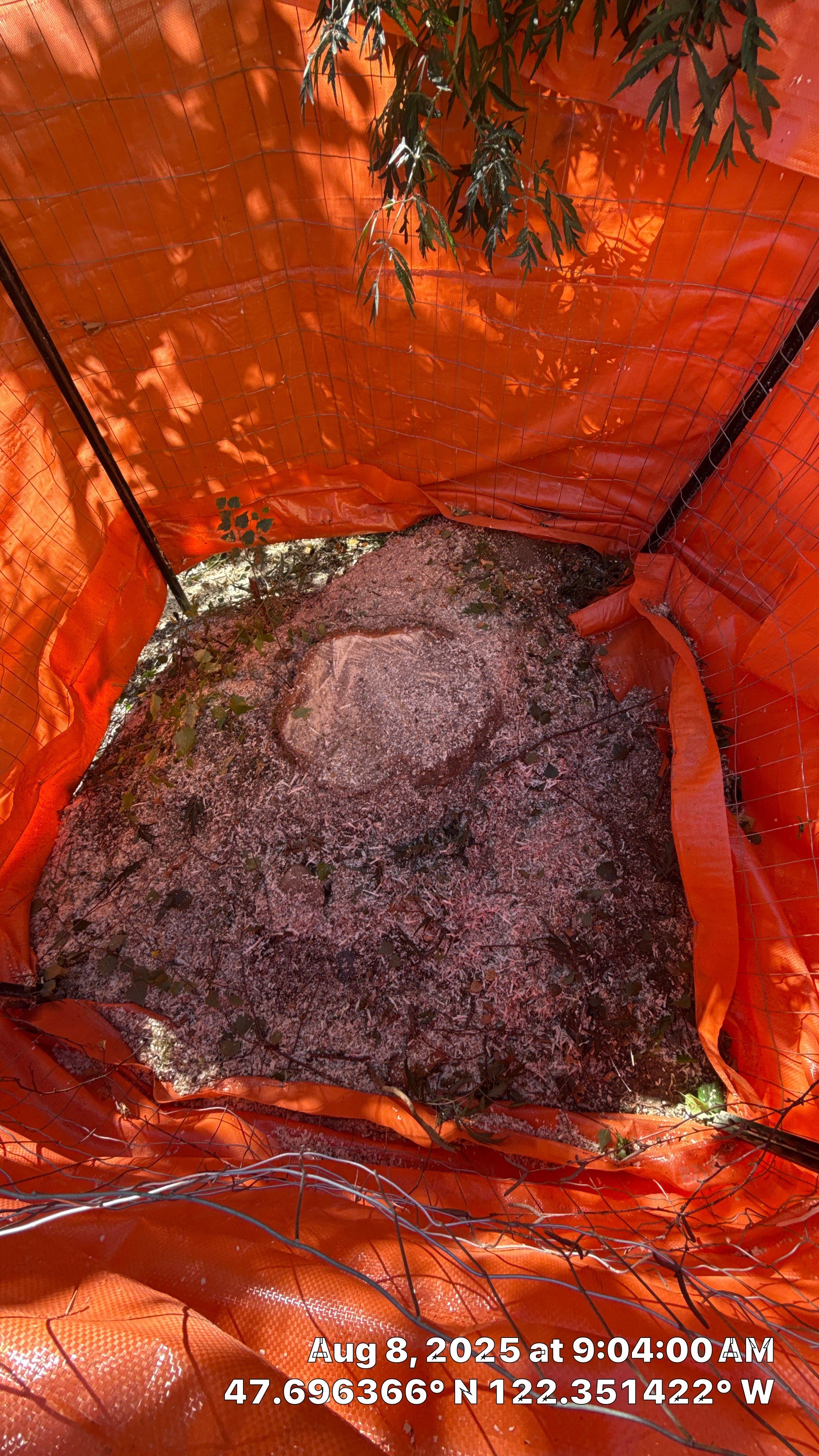 ποΈ Birch Tree Removal for Seattle Construction Project ποΈ by Sound Tree Care LLC