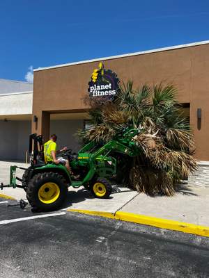 Palm Tree Trimming | Planet Fitness