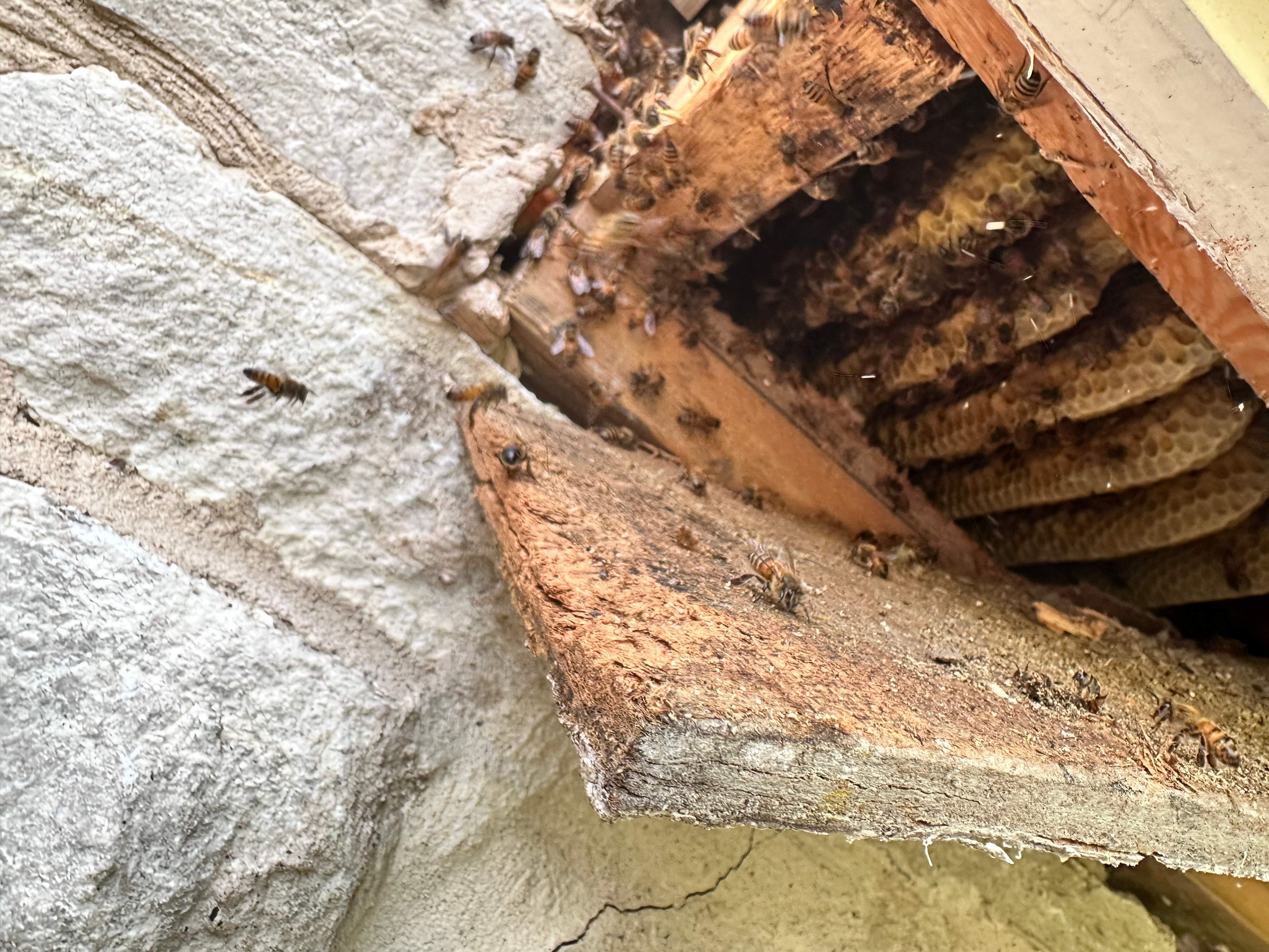 Way, WAY up! by Rockwall Honey Bee Company