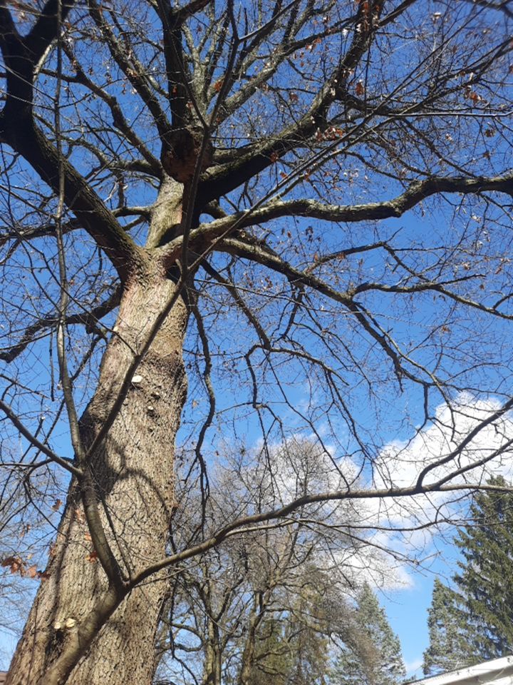 Tree Trimming using Tree Pruing by Mike Jones & Sons Tree Service LLC 