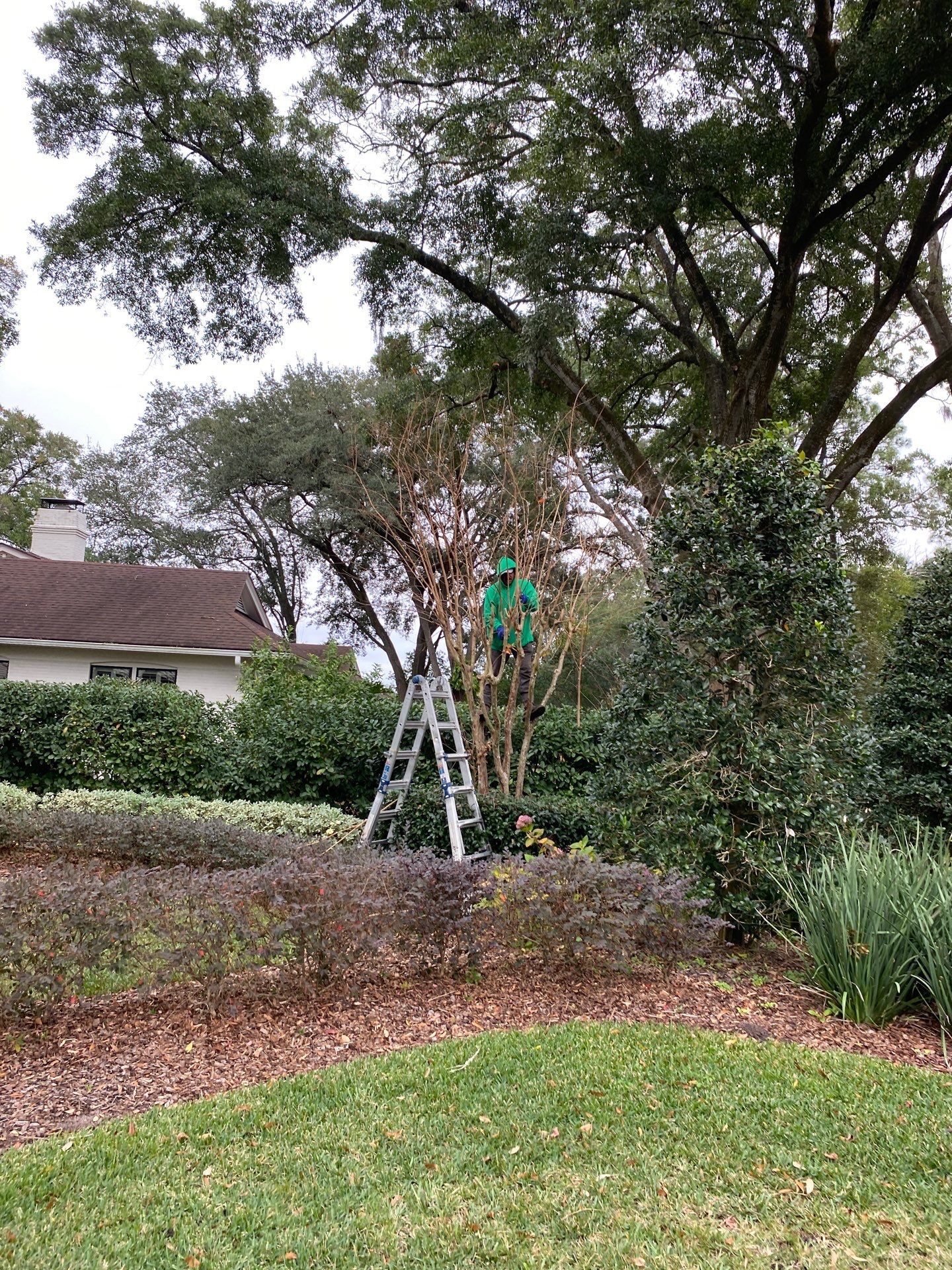 Deerwood Residence | Tree Trimming by ProGreen Services