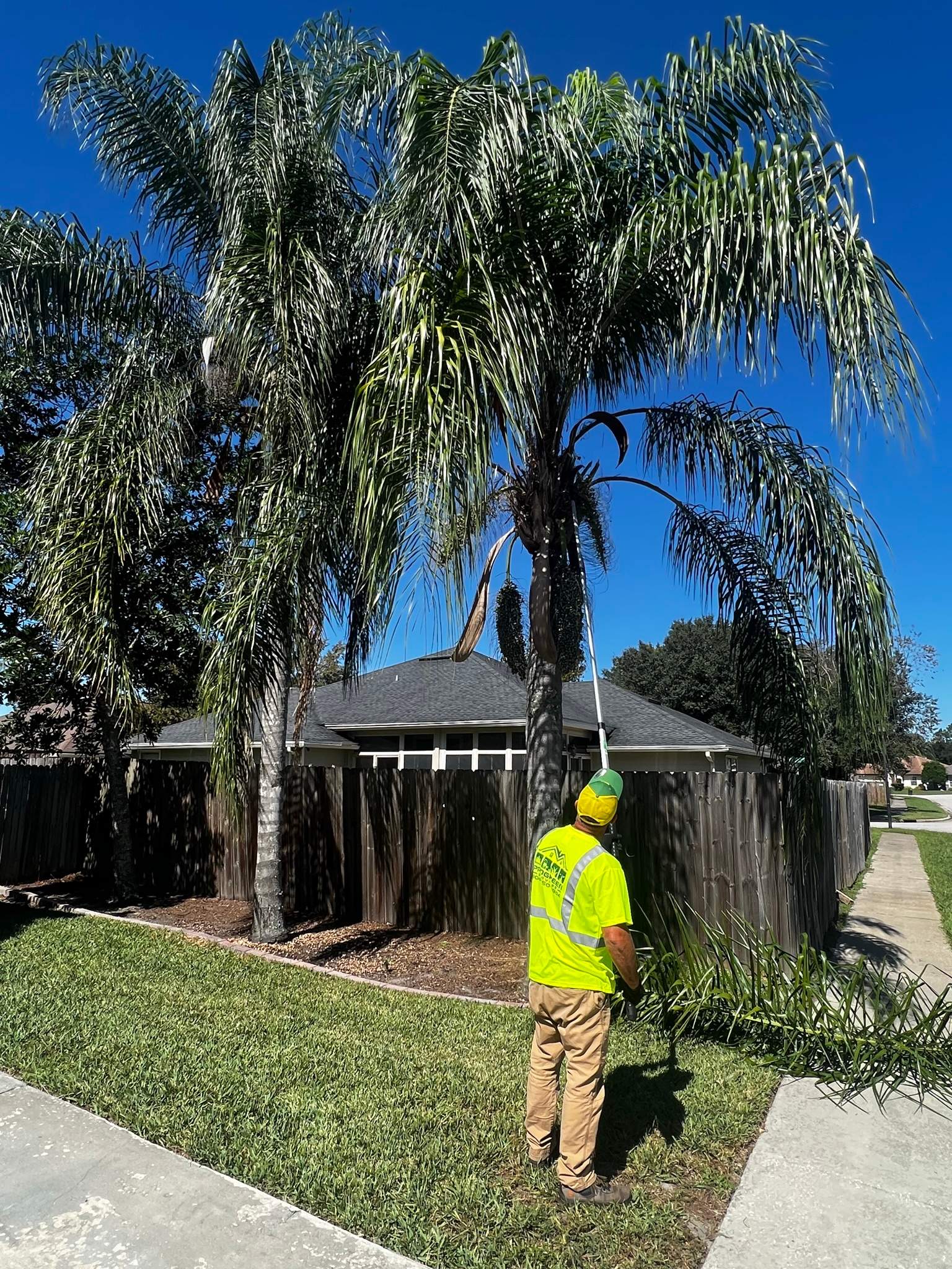 Palm Tree Trimming | Residential by ProGreen Services